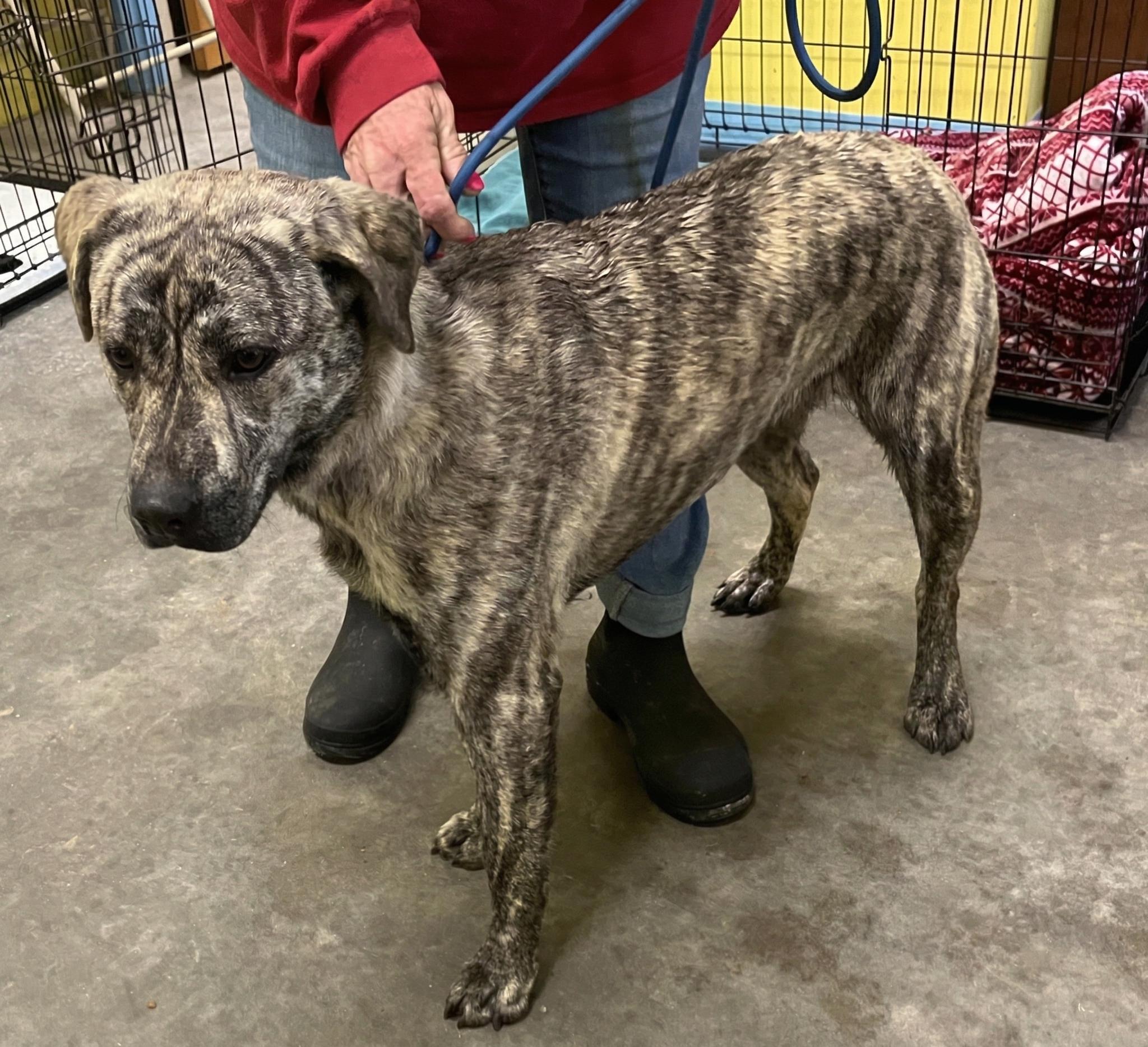 Enlarge Tiger Lily, an adopted Mountain Cur in Sulphur, KY image 3/4