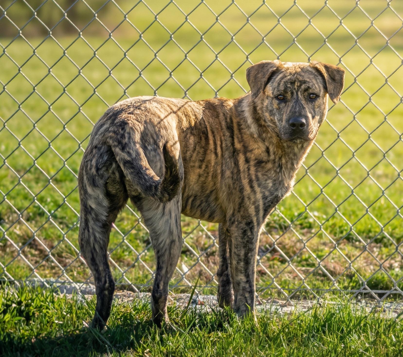 Enlarge Tiger Lily, an adopted Mountain Cur in Sulphur, KY image 2/4