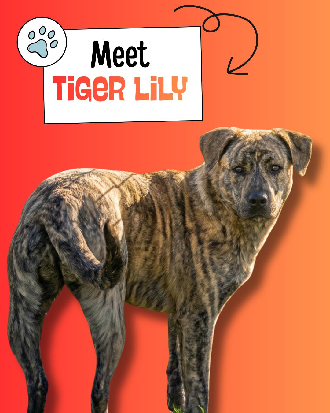 Tiger Lily, adopted, Young Female Mountain Cur.