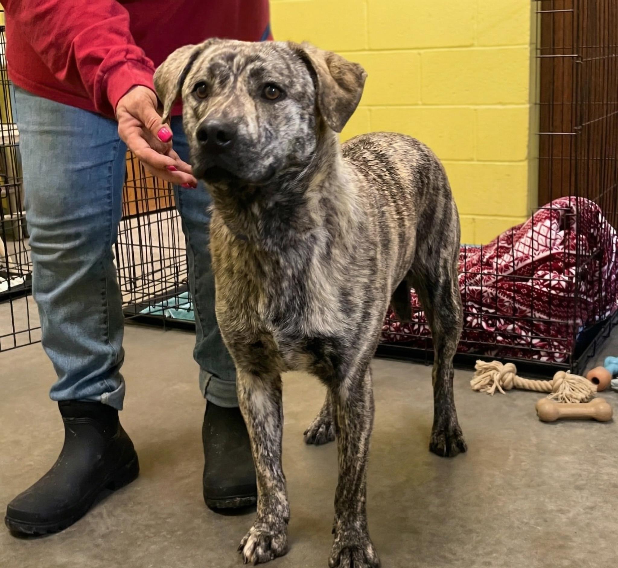 Enlarge Tiger Lily, an adopted Mountain Cur in Sulphur, KY image 4/4