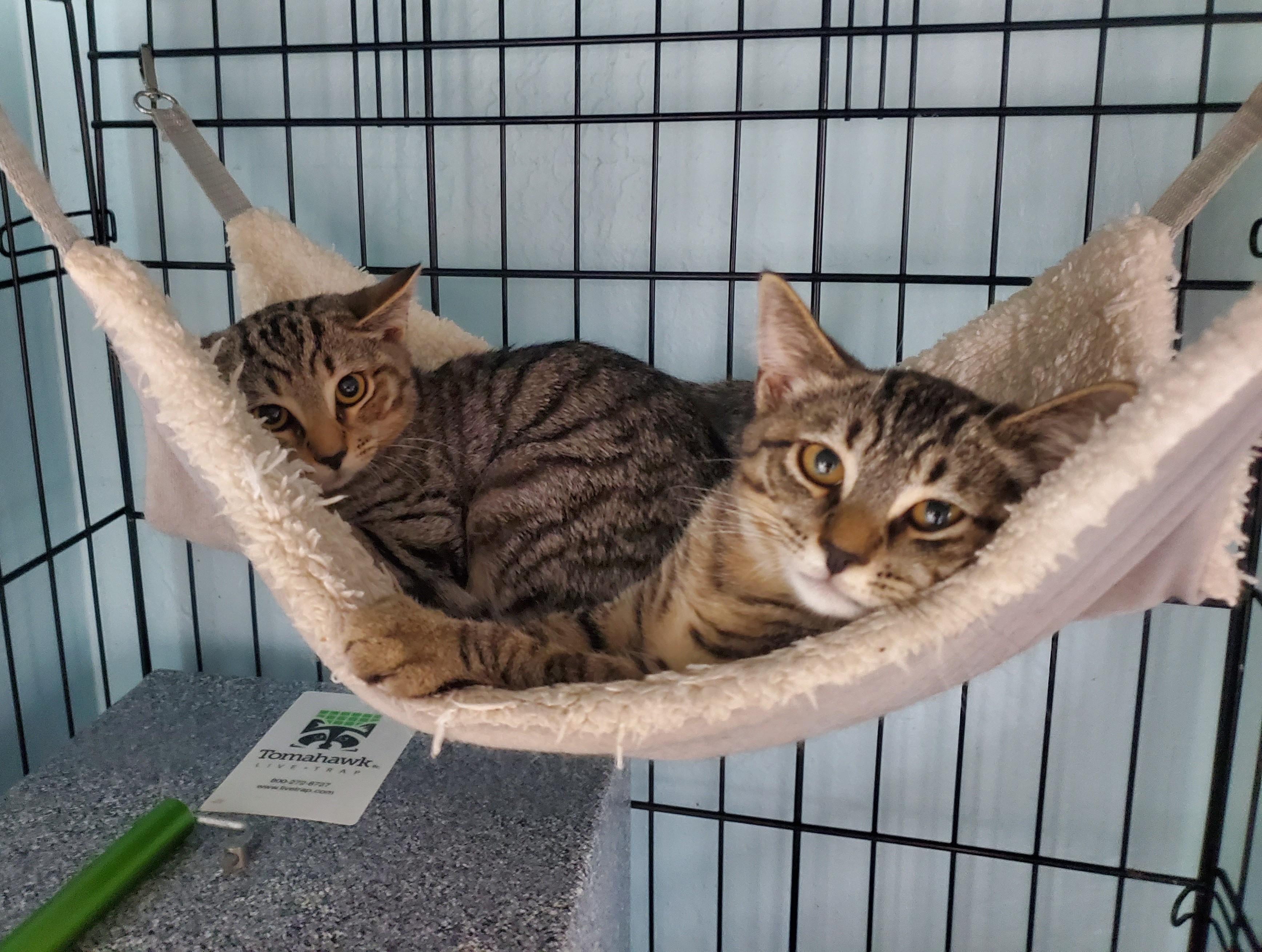 Kelly, Adoptable, Young Female Domestic Short Hair.