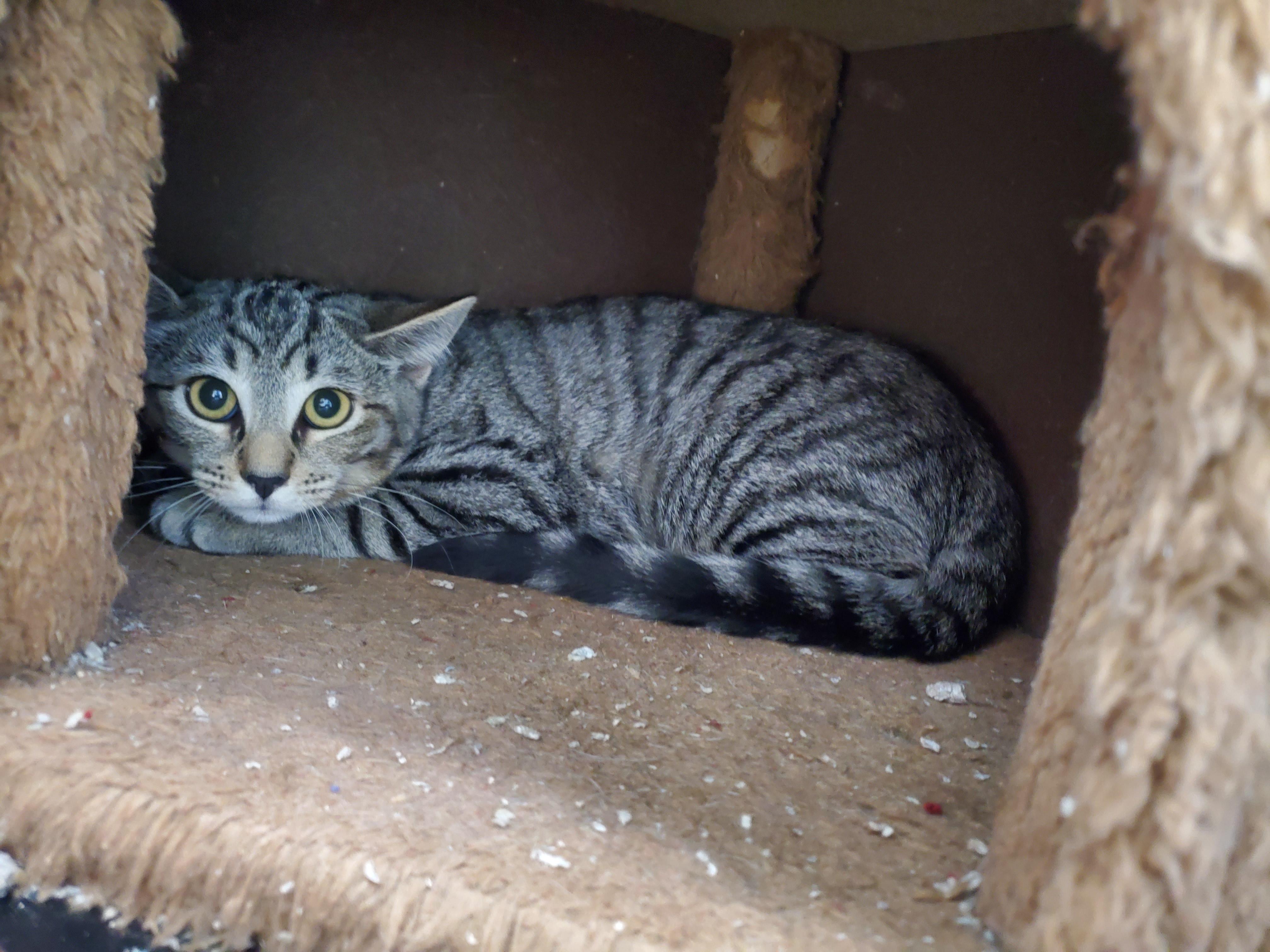 Enlarge Kelly, a Adoptable mixed breed in Avalon, CA image 3/4