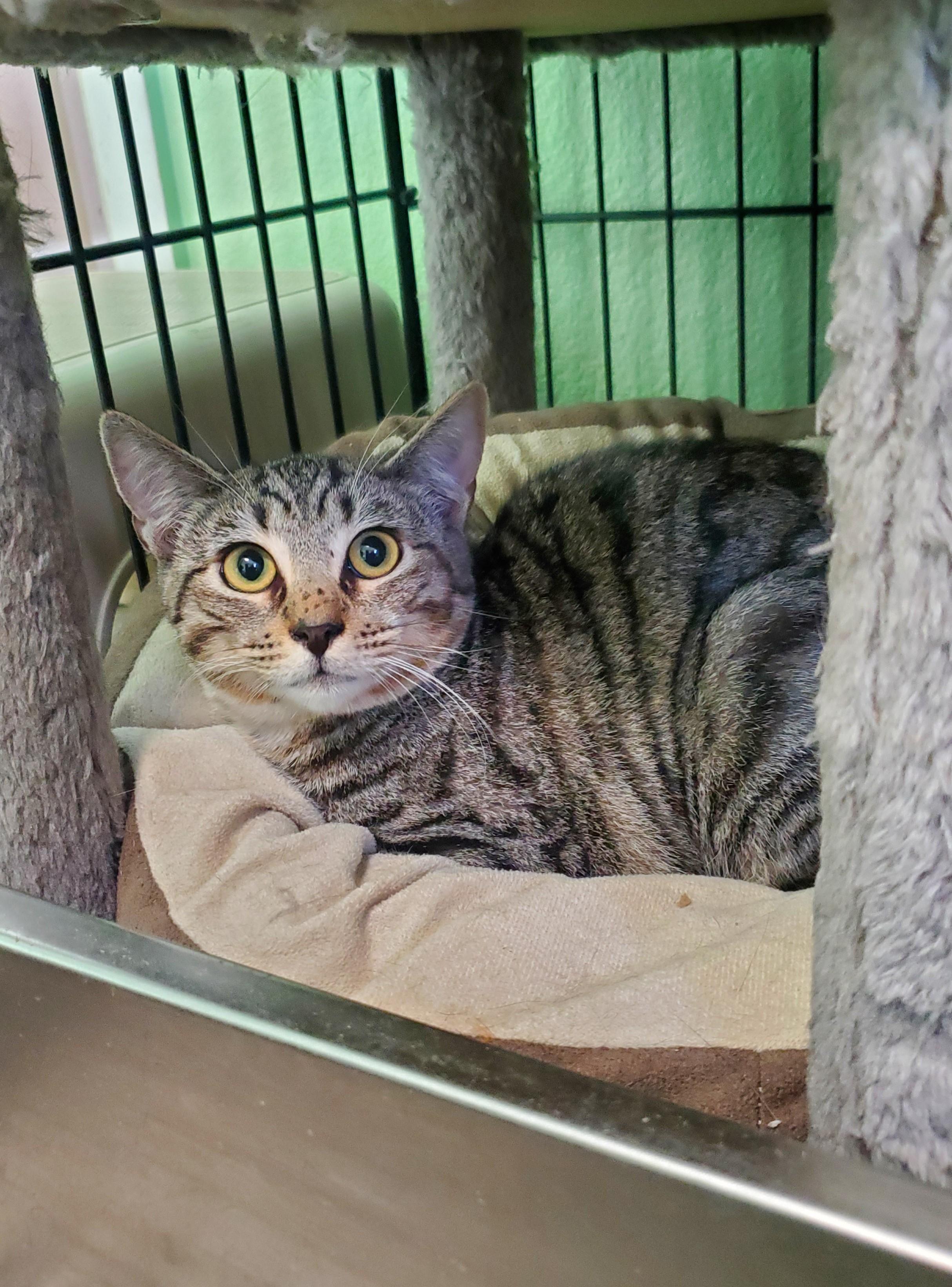 Enlarge Kelly, a Adoptable mixed breed in Avalon, CA image 4/4