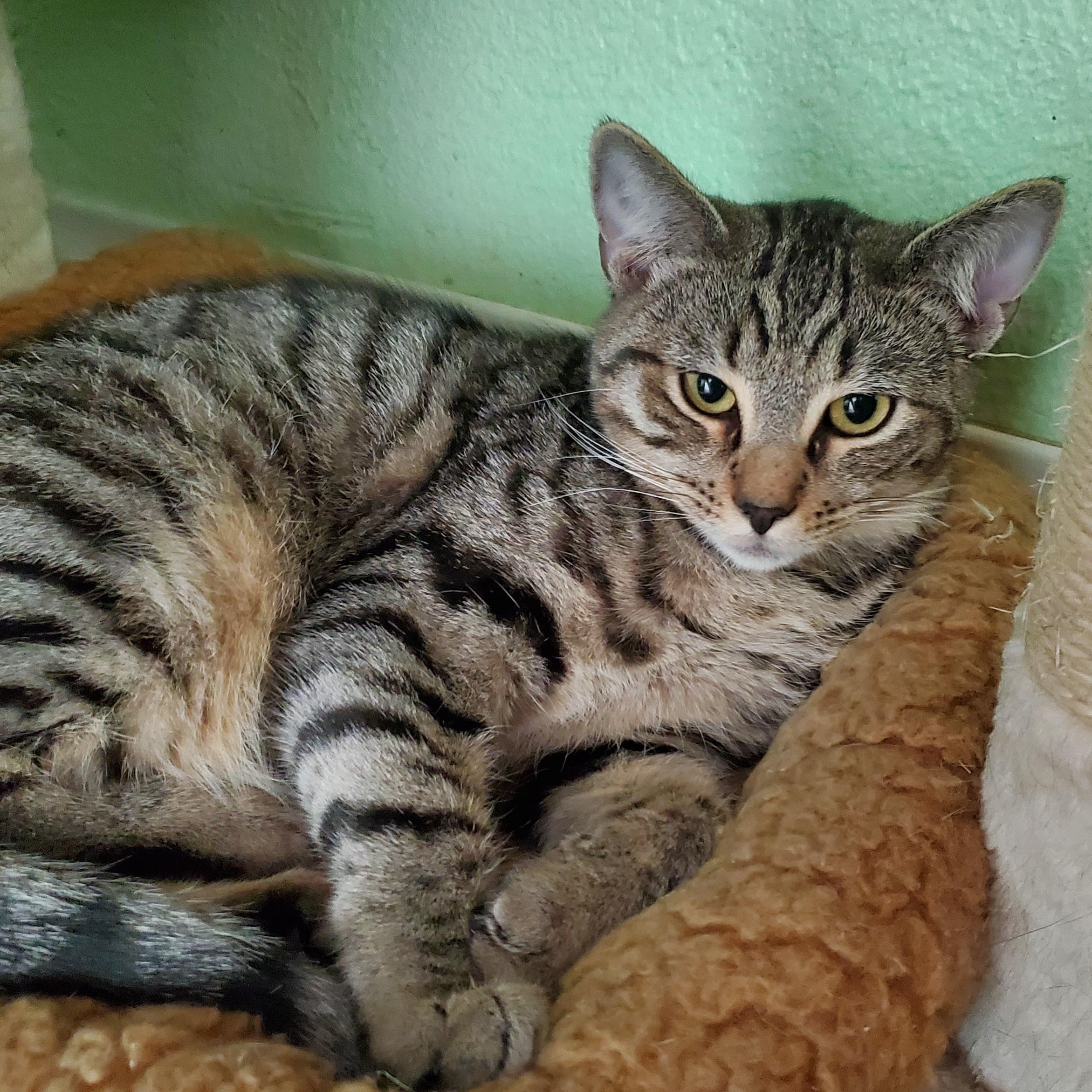 Enlarge Kelly, a Adoptable mixed breed in Avalon, CA image 1/4