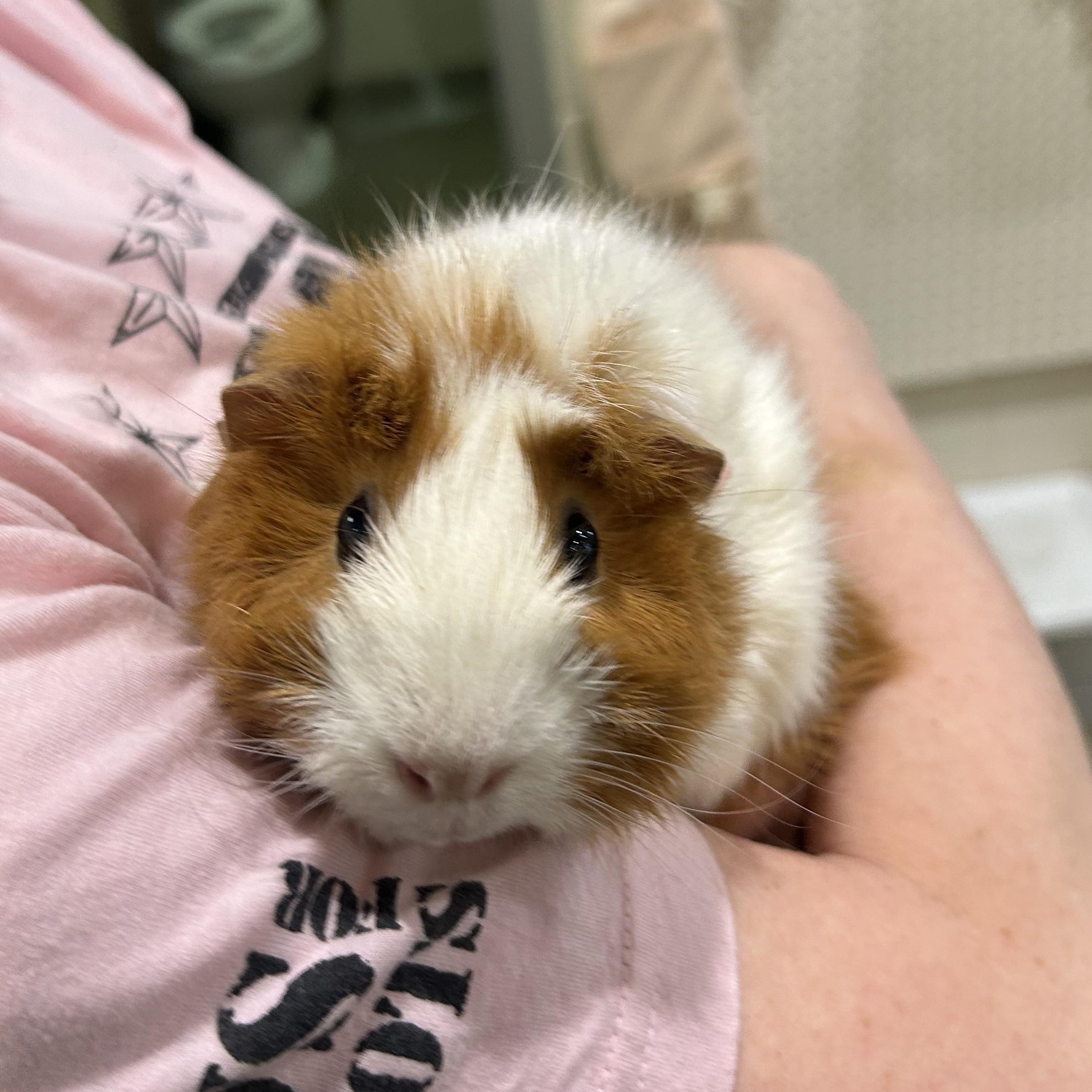 Ginger, adopted, Adult Female Guinea Pig.