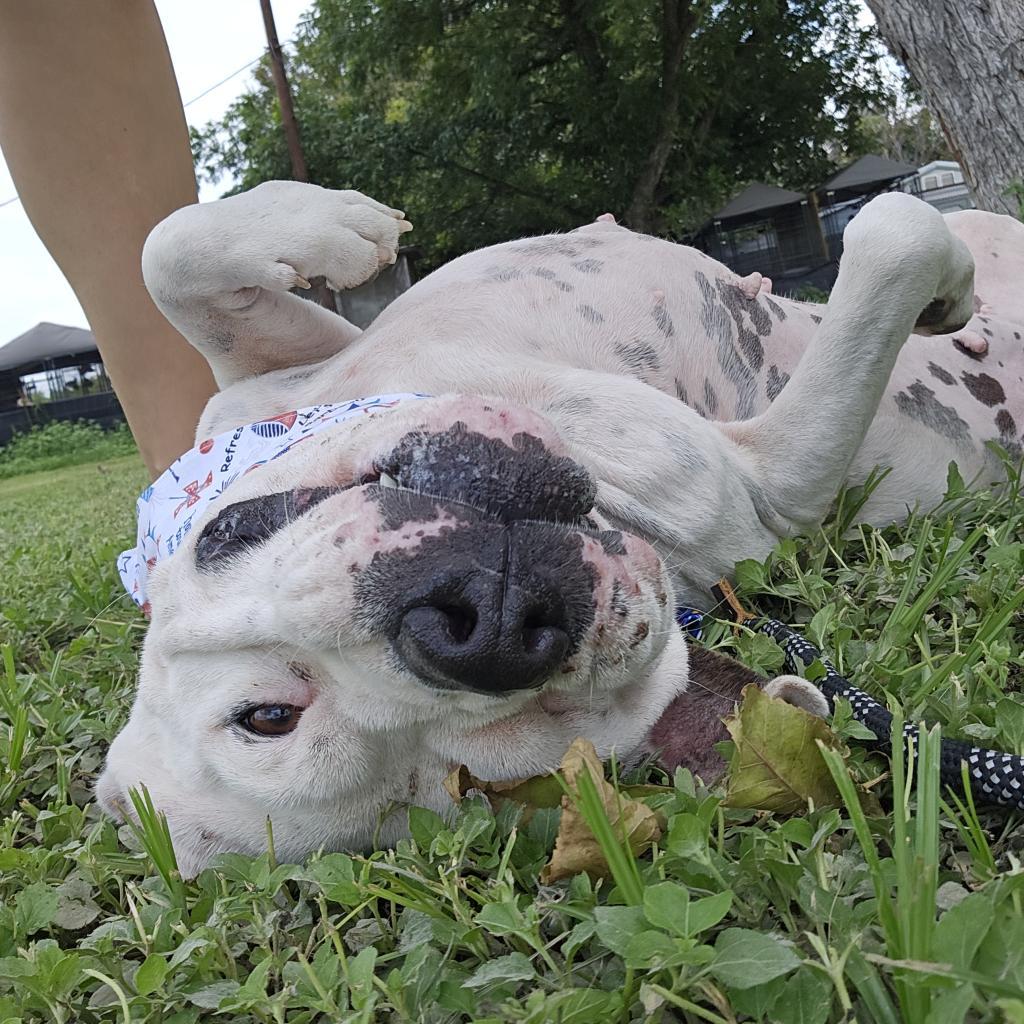 Dawn JuM, a Adoptable mixed breed in Austin, TX image 3/6