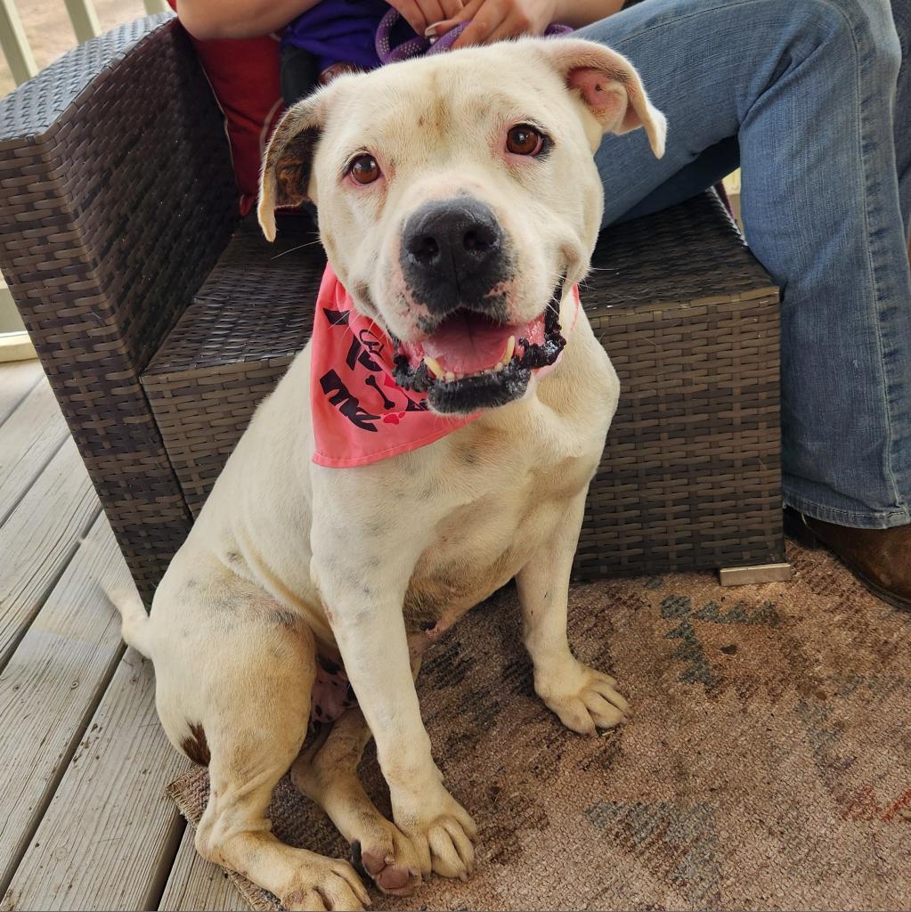 Dawn JuM, a Adoptable mixed breed in Austin, TX image 2/6