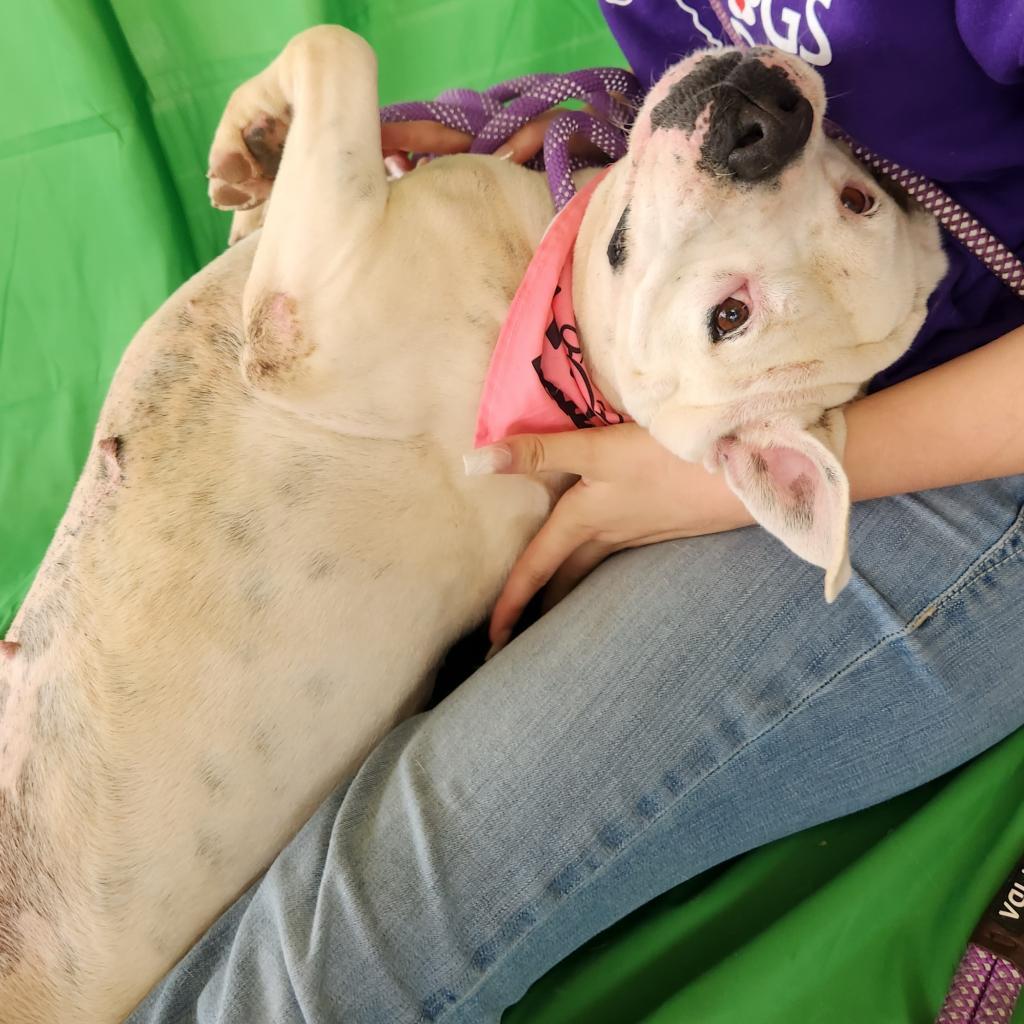 Dawn JuM, a Adoptable mixed breed in Austin, TX image 4/6