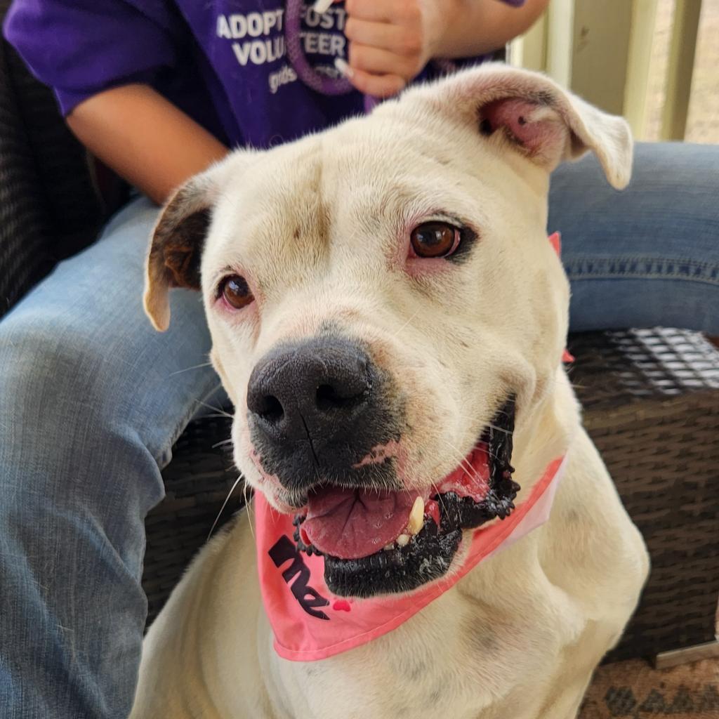 Dawn JuM, a Adoptable mixed breed in Austin, TX image 1/6