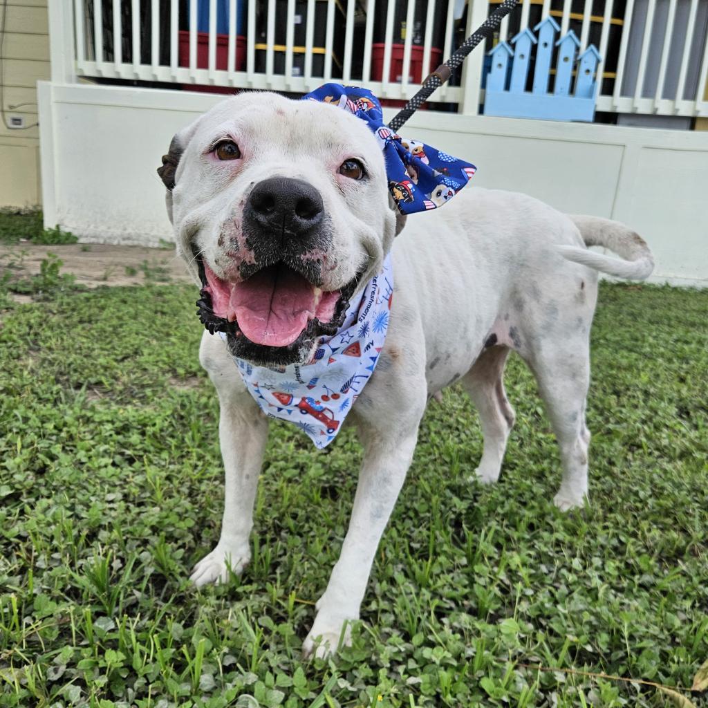 Dawn JuM, a Adoptable mixed breed in Austin, TX image 5/6