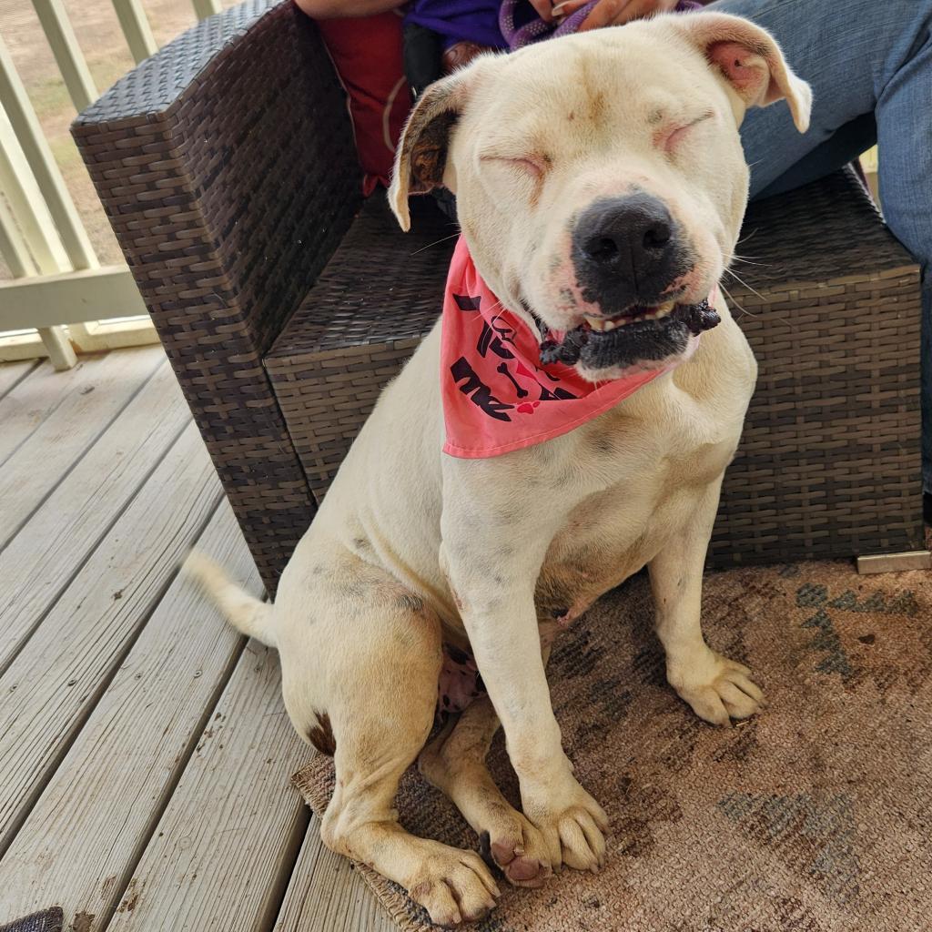 Dawn JuM, a Adoptable mixed breed in Austin, TX image 6/6