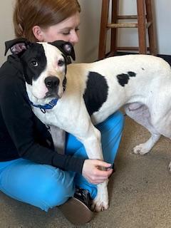 Enlarge Dinger, an adopted mixed breed in Cleveland, OH image 2/3