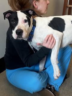 Enlarge Dinger, an adopted mixed breed in Cleveland, OH image 3/3