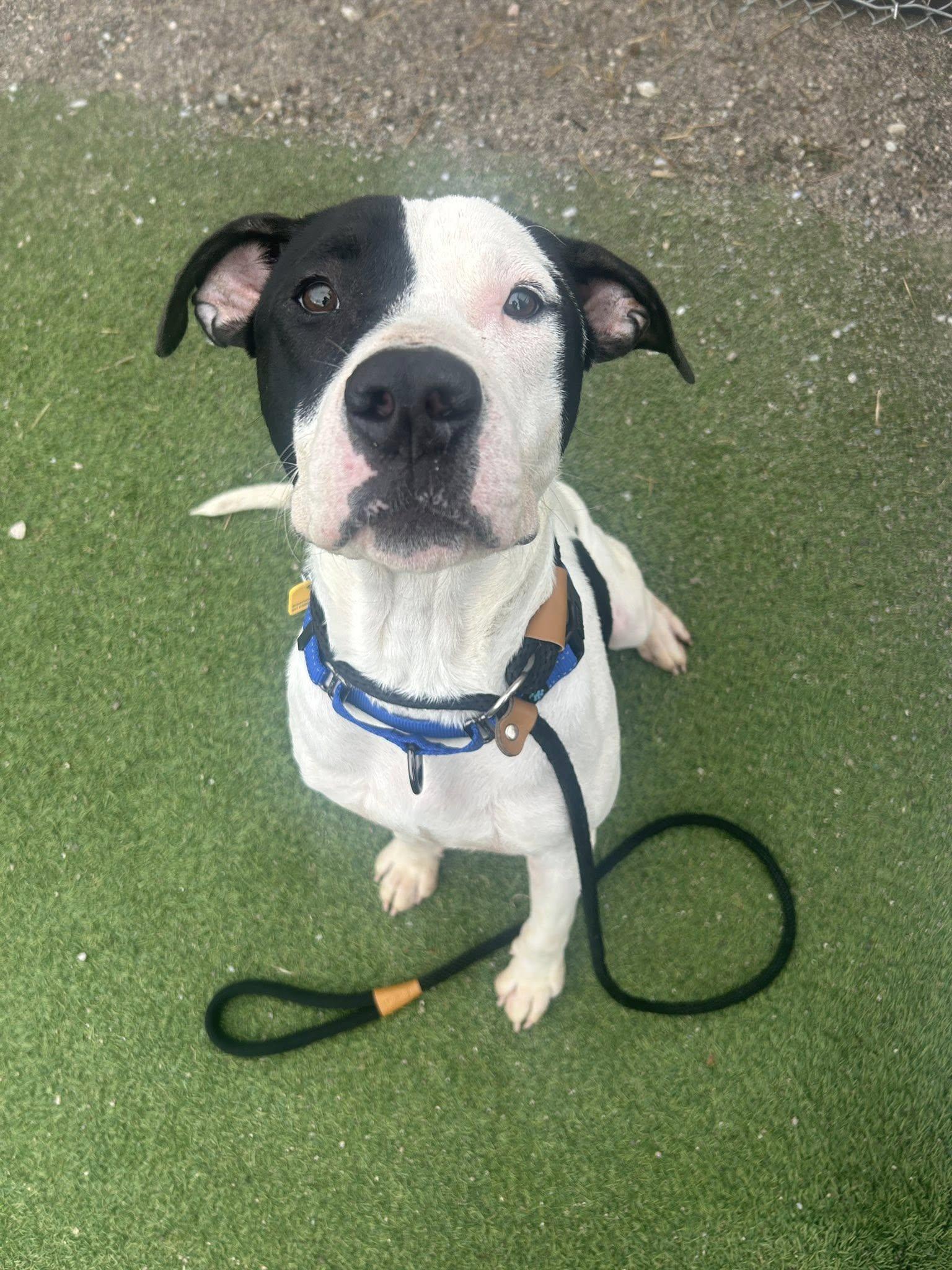 Dinger, adopted, Young Male Pit Bull Terrier.