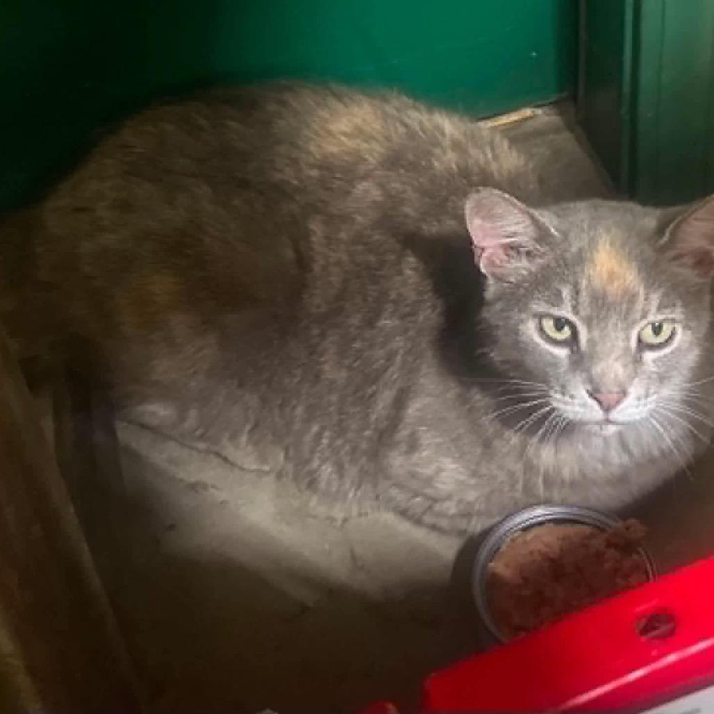 Bagel, Adoptable, Young Female Domestic Short Hair.