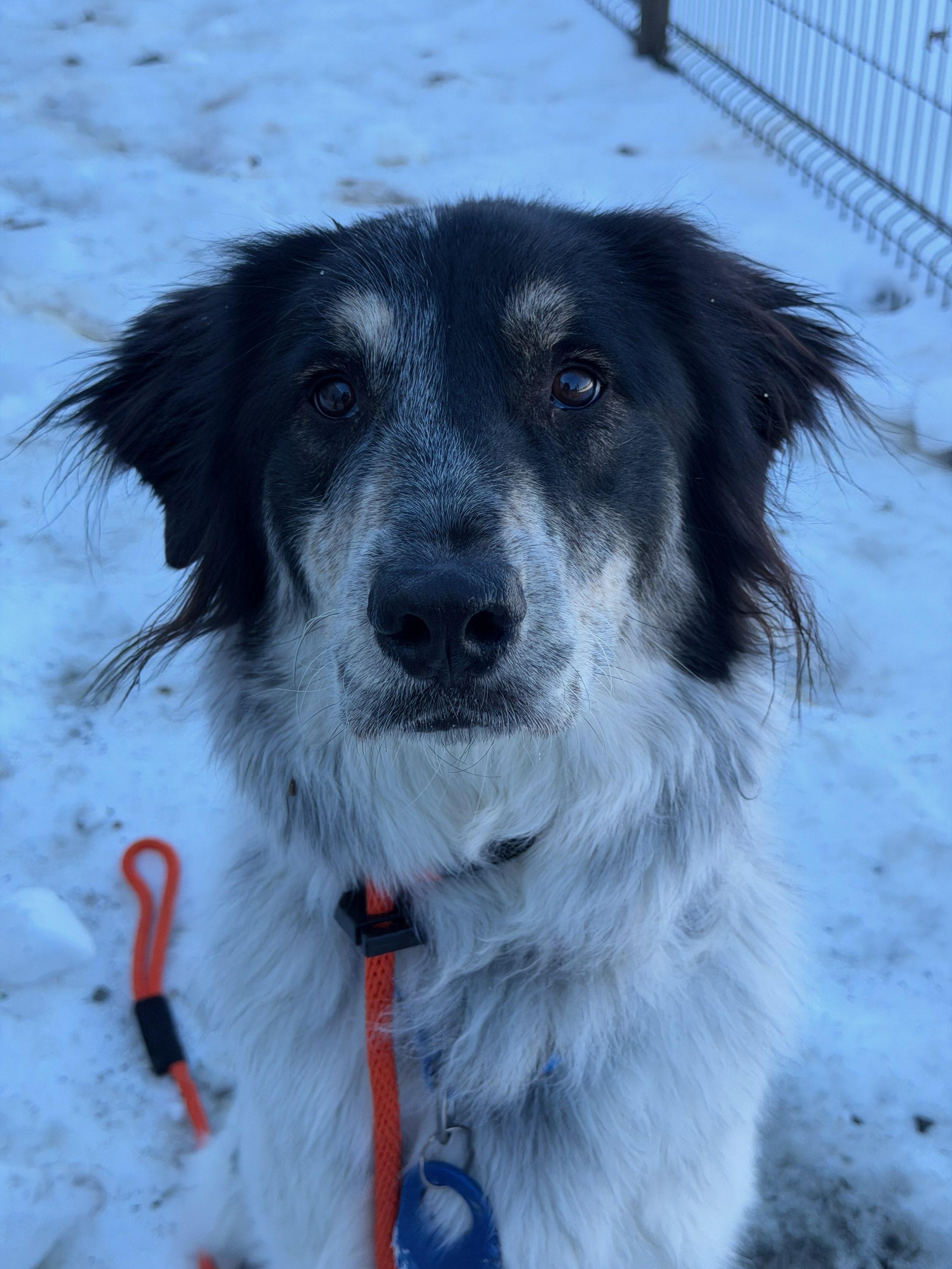 Raiya (ID 50380/579) **bonded with Aries**, Adoptable, Young Female Great Pyrenees.