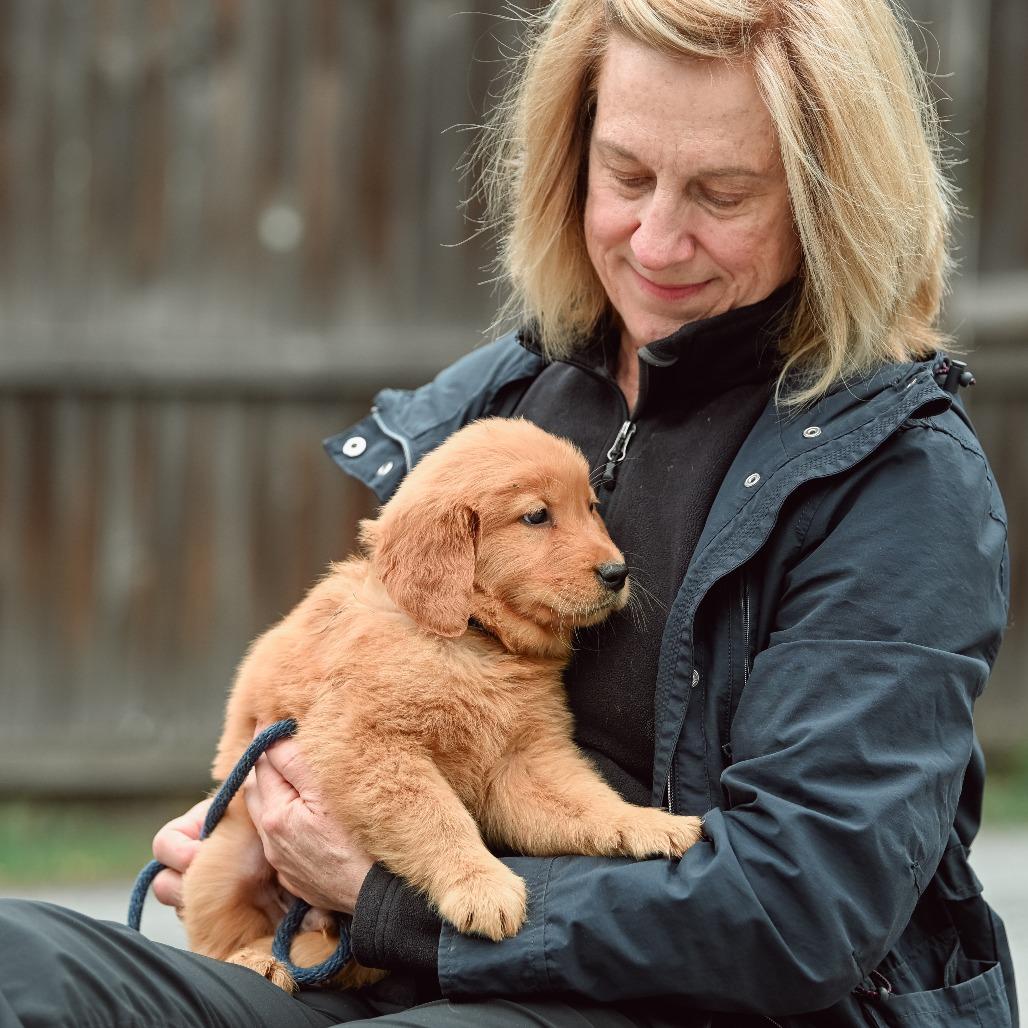 Fettuccini, an adopted Golden Retriever in Chester Springs, PA image 2/4