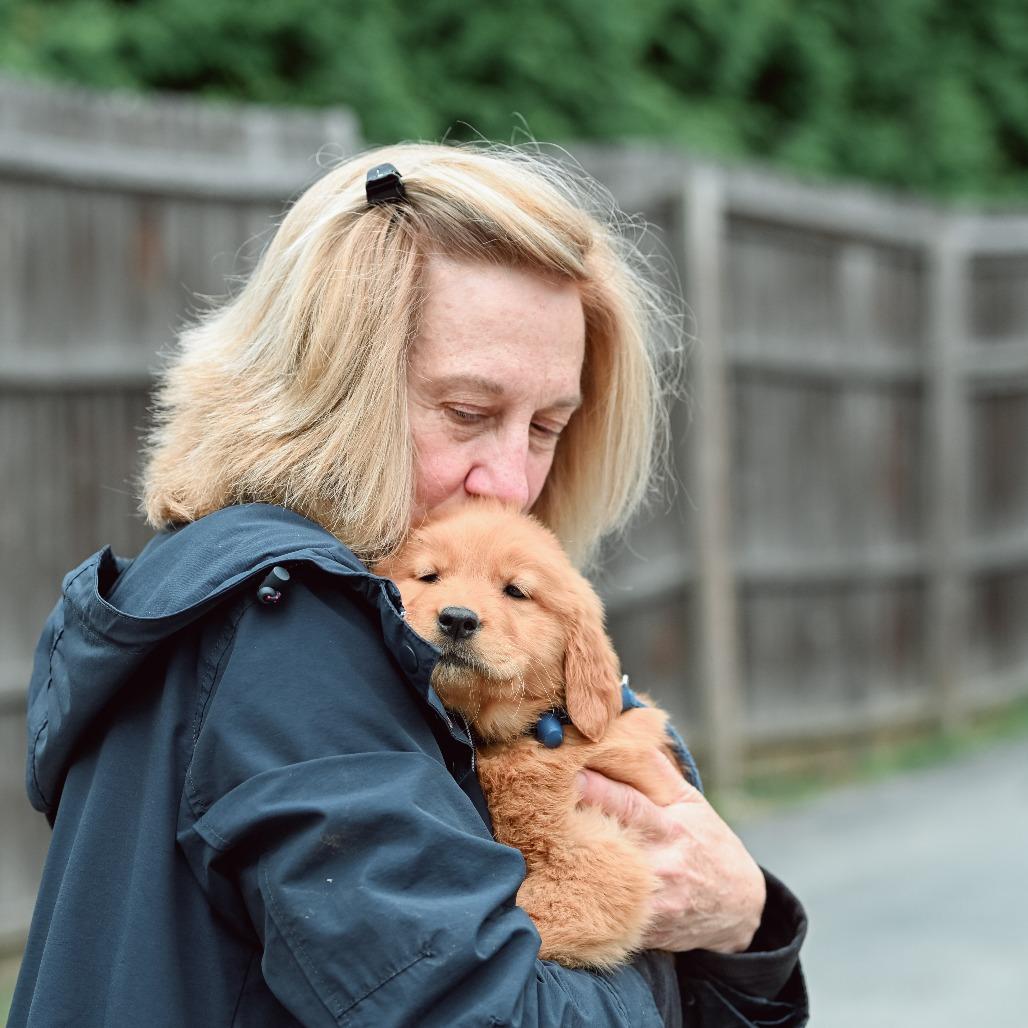 Fettuccini, an adopted Golden Retriever in Chester Springs, PA image 4/4