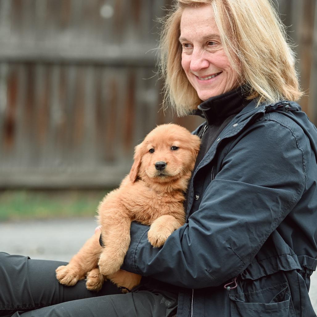 Fettuccini, an adopted Golden Retriever in Chester Springs, PA image 3/4