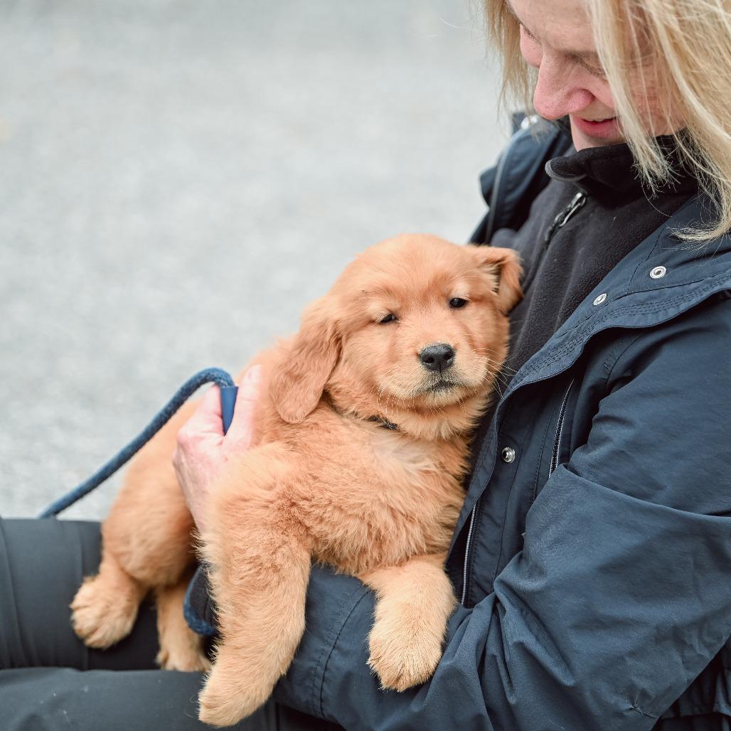 Fettuccini, adopted, Puppy Male Golden Retriever.