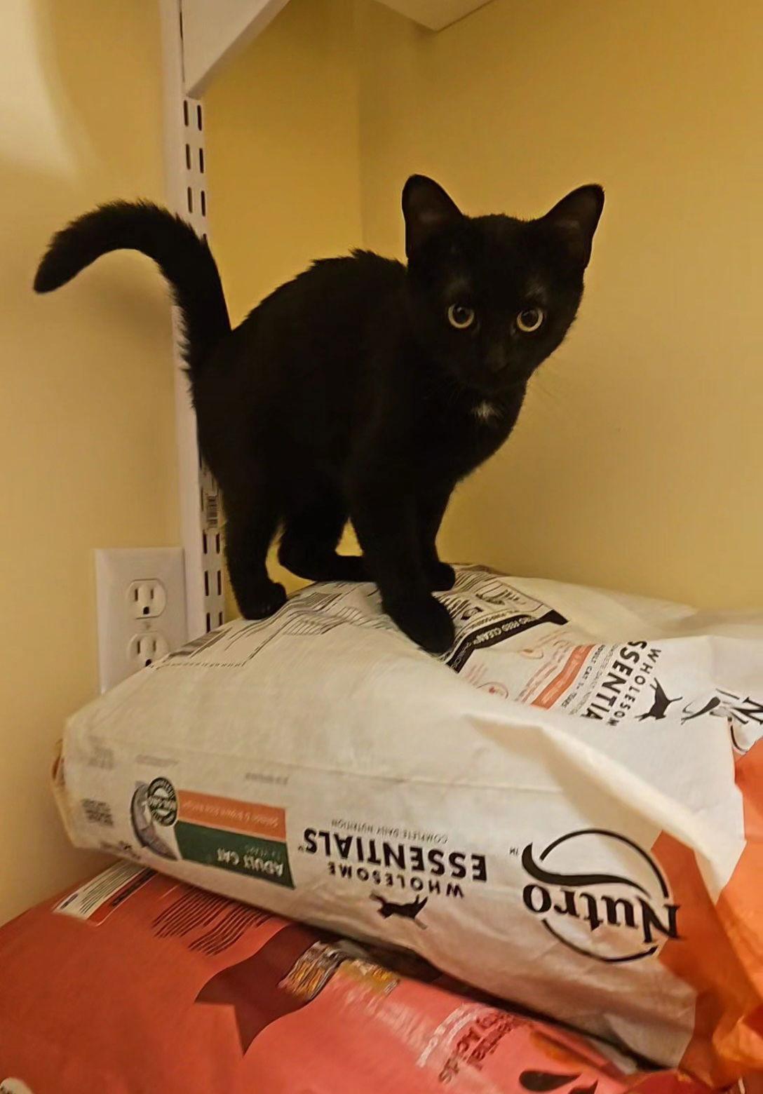 *Tarot, Adoptable, Young Female Domestic Short Hair.