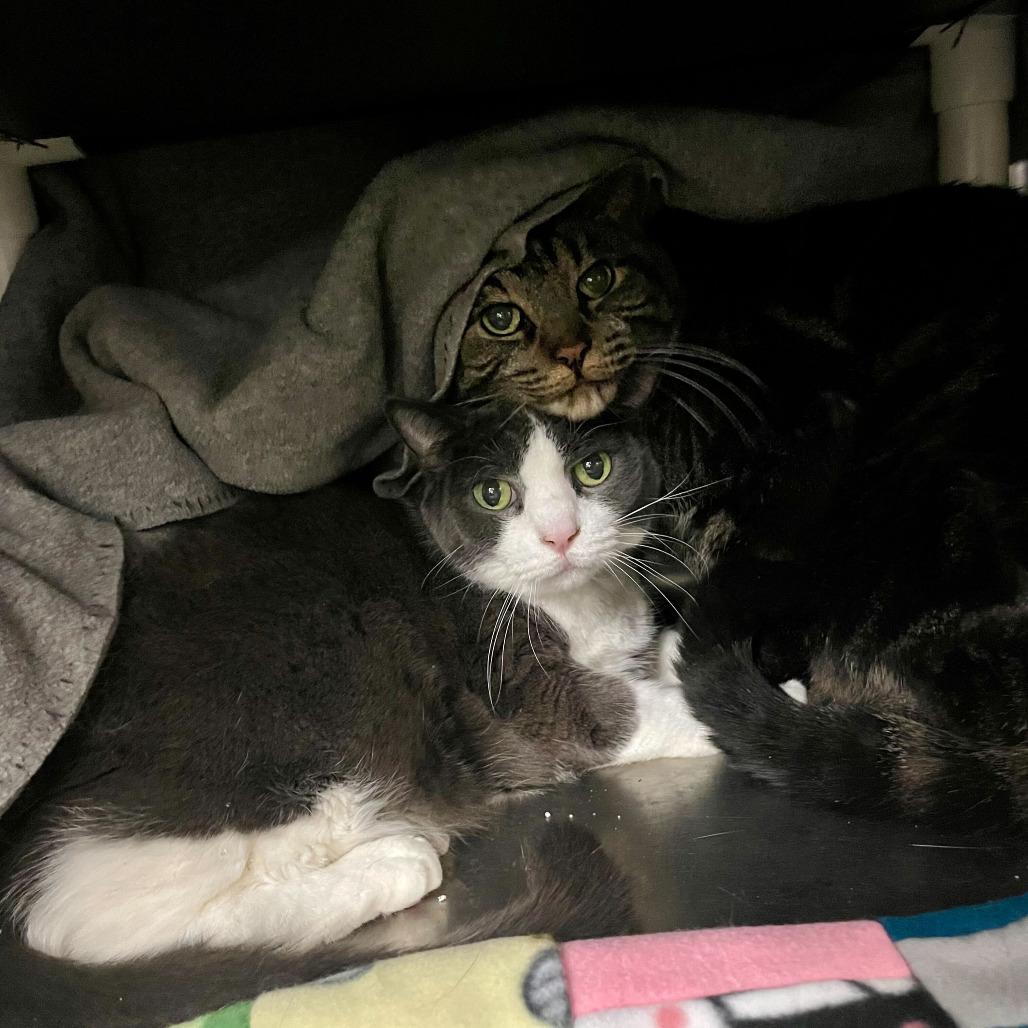 Tiger, Adoptable, Senior Male Domestic Short Hair.