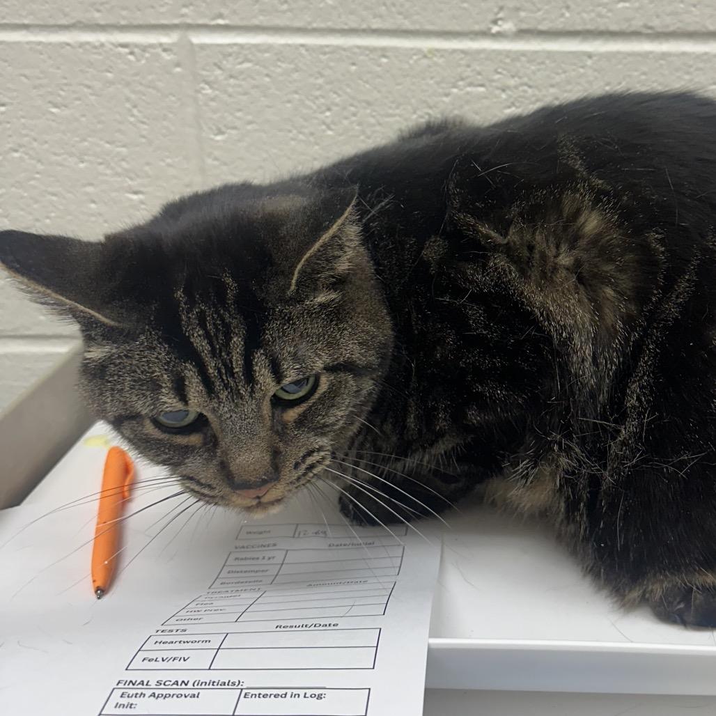 Enlarge Tiger, a Adoptable Domestic Short Hair in Grand Rapids, MI image 1/1