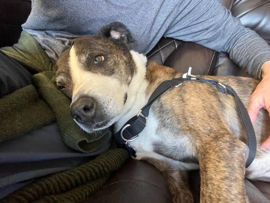 Rowan, a Adoptable mixed breed in San Diego, CA image 3/4