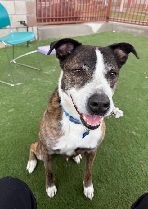 Rowan, Adoptable, Adult Male Pit Bull Terrier.