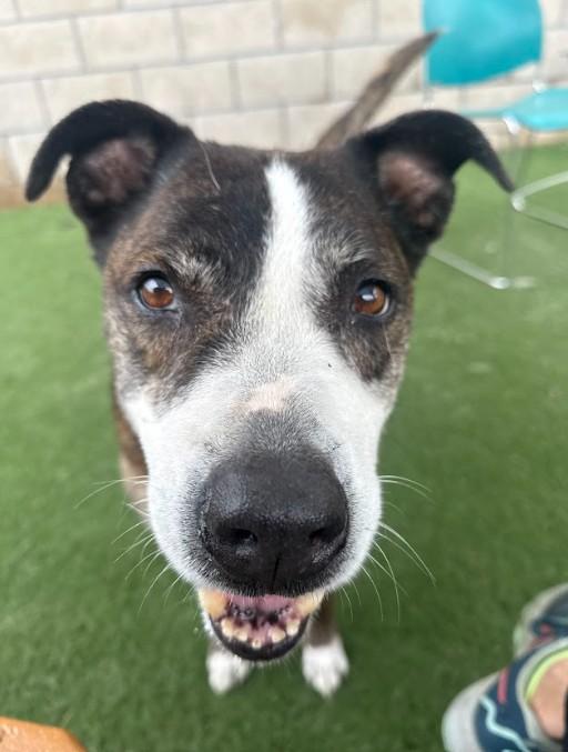 Rowan, a Adoptable mixed breed in San Diego, CA image 4/4