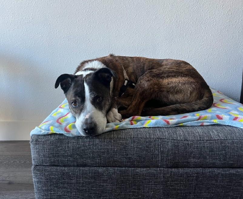 Rowan, a Adoptable mixed breed in San Diego, CA image 2/4