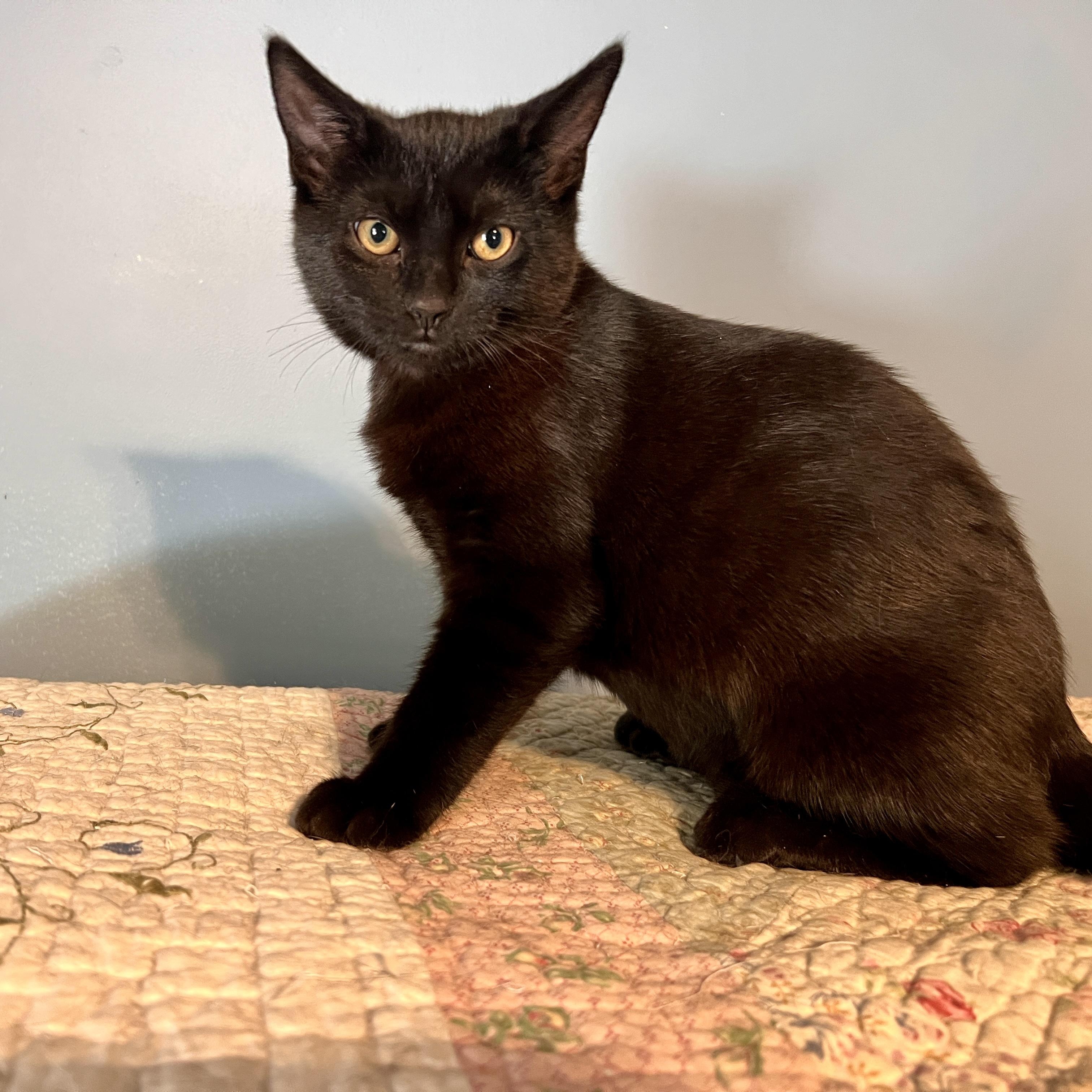 Enlarge ELLIE MAY, a ADOPTABLE Domestic Short Hair in East Greenwich, RI image 3/6