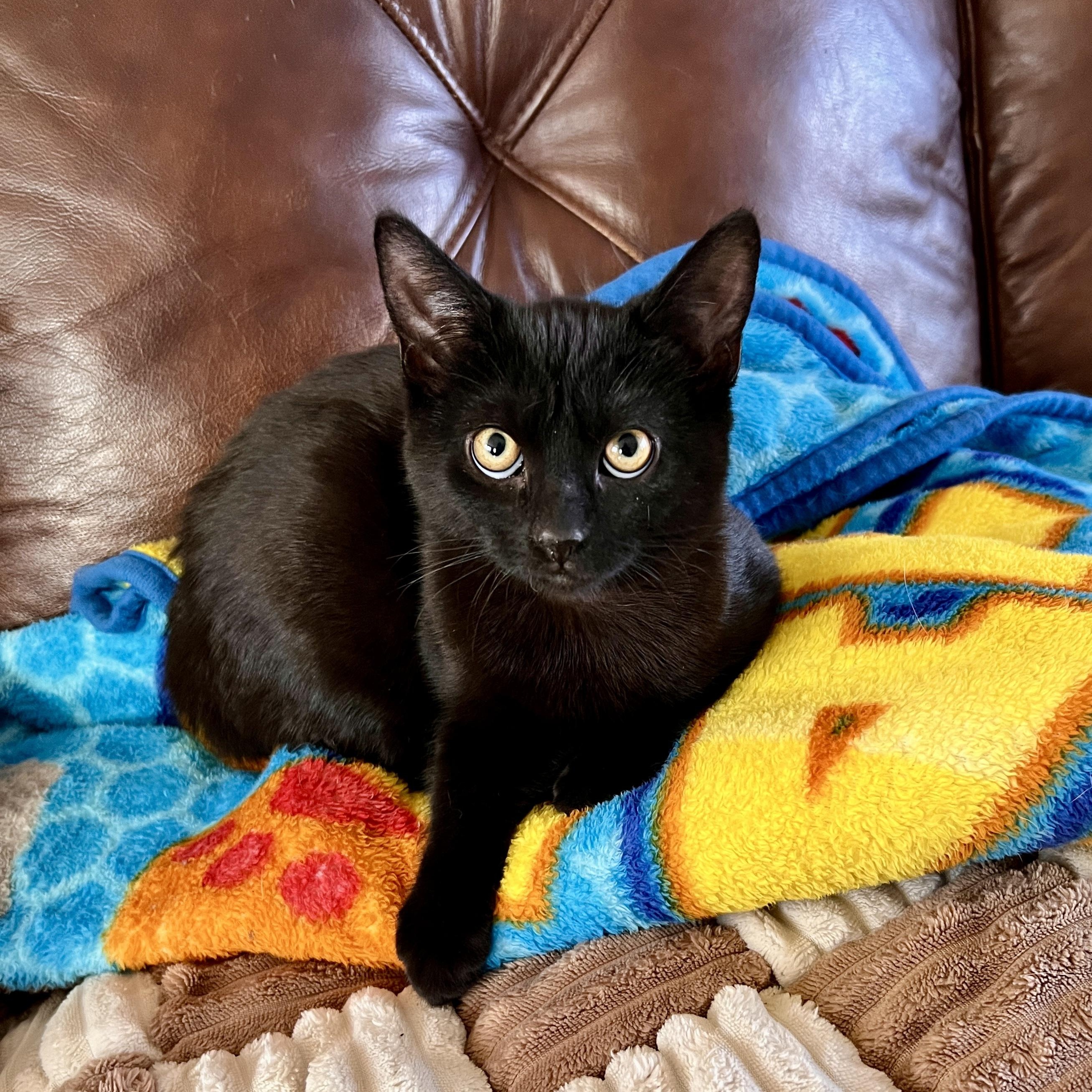 Enlarge ELLIE MAY, a ADOPTABLE Domestic Short Hair in East Greenwich, RI image 2/6