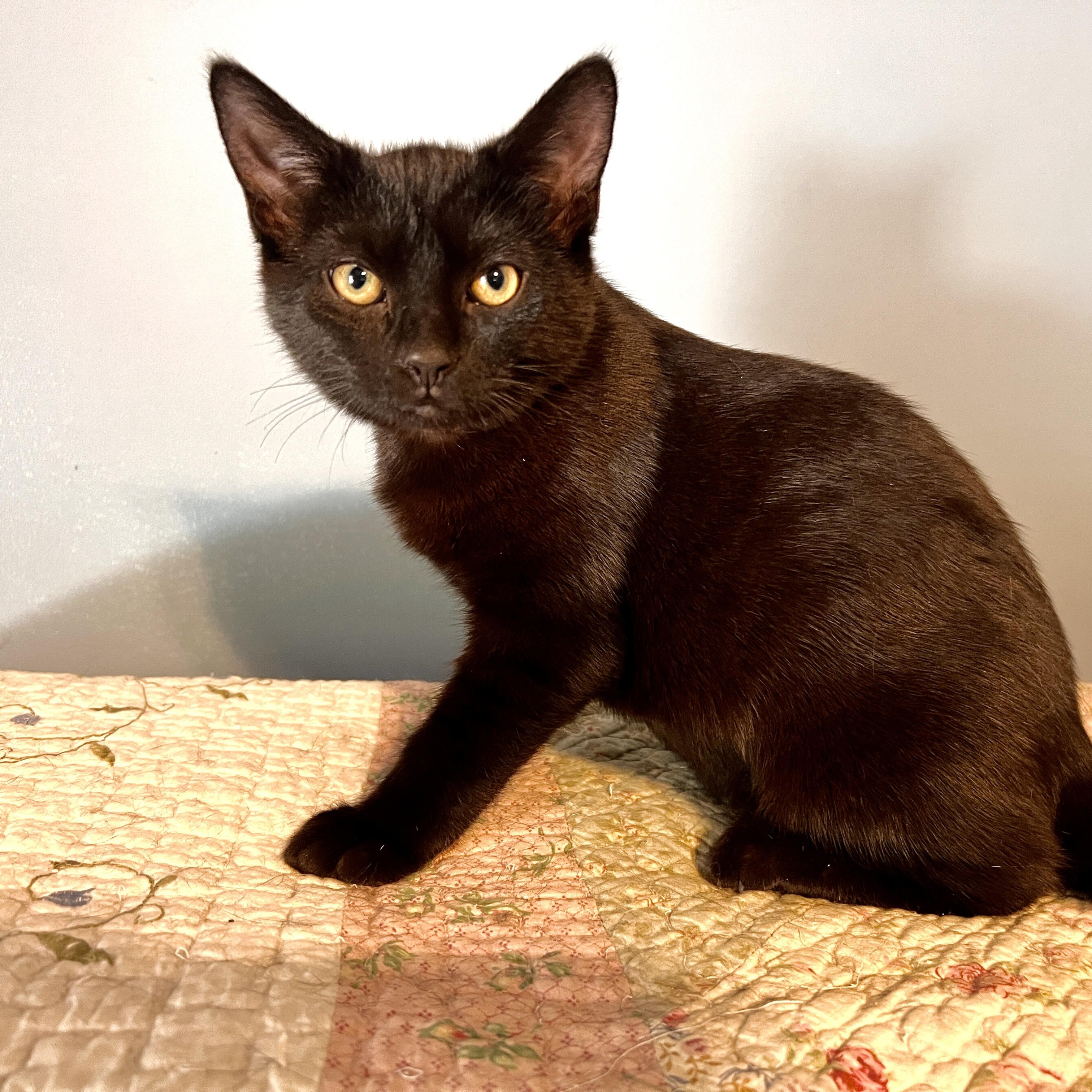 Enlarge ELLIE MAY, a ADOPTABLE Domestic Short Hair in East Greenwich, RI image 5/6