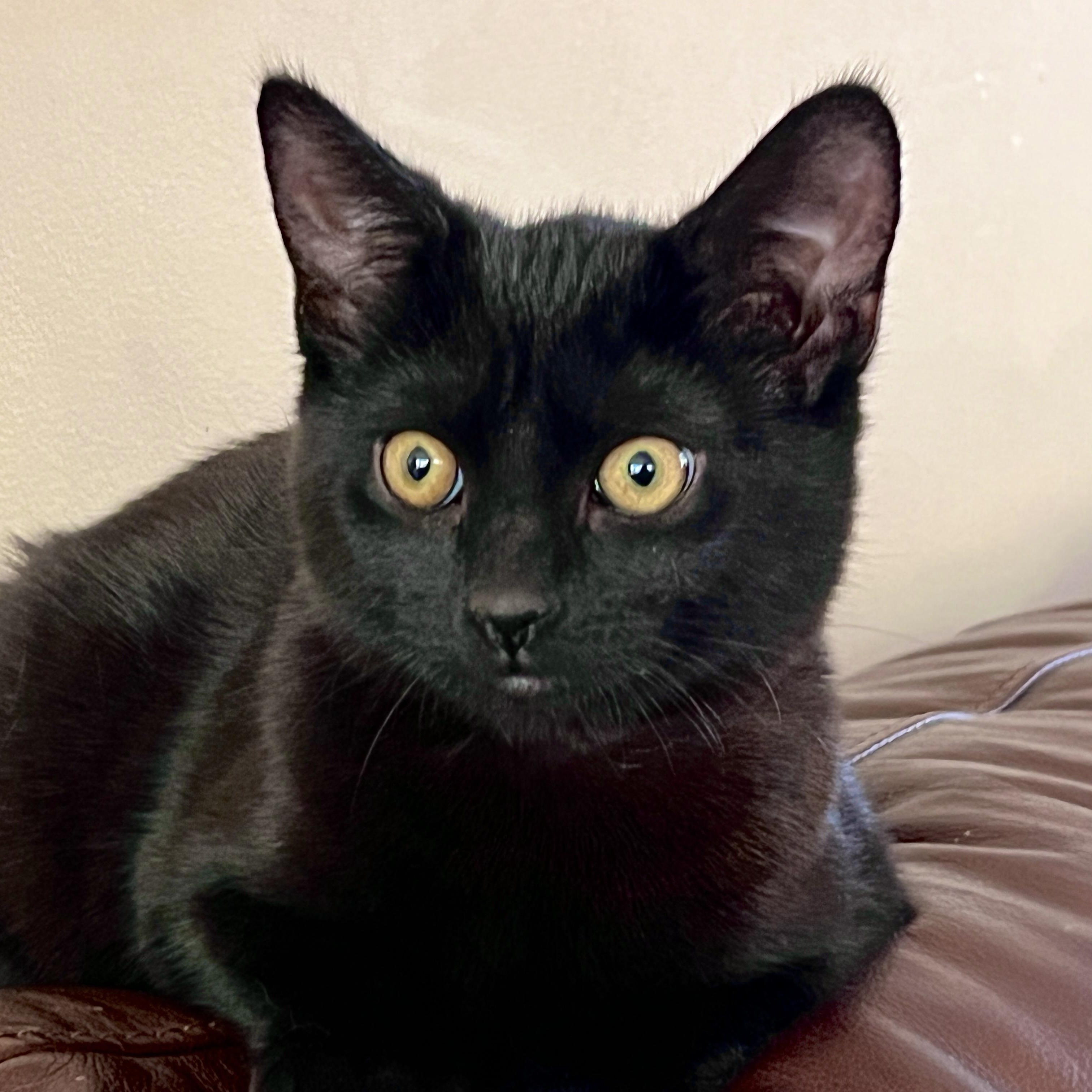 Enlarge ELLIE MAY, a ADOPTABLE Domestic Short Hair in East Greenwich, RI image 1/6