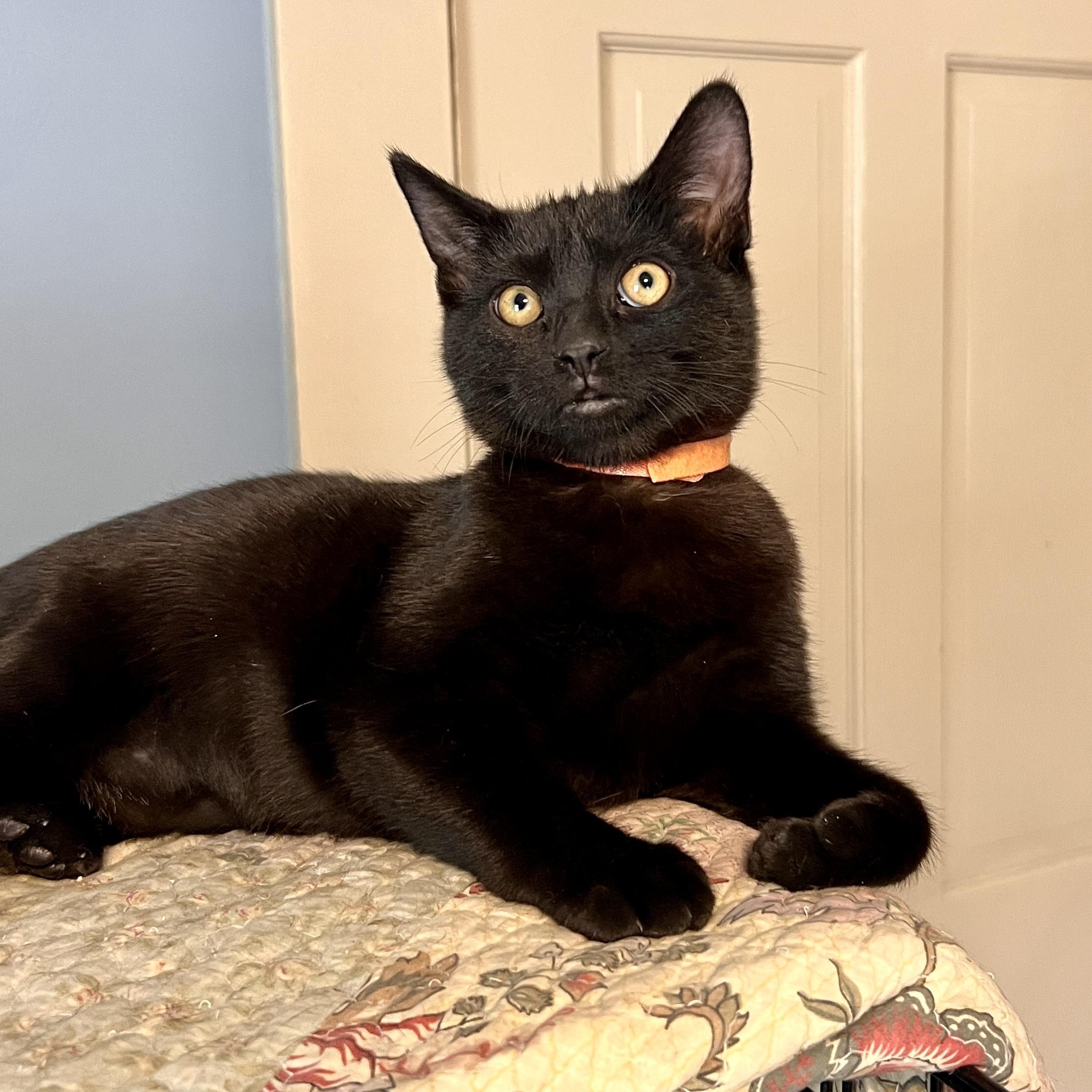 Enlarge ELLIE MAY, a ADOPTABLE Domestic Short Hair in East Greenwich, RI image 4/6