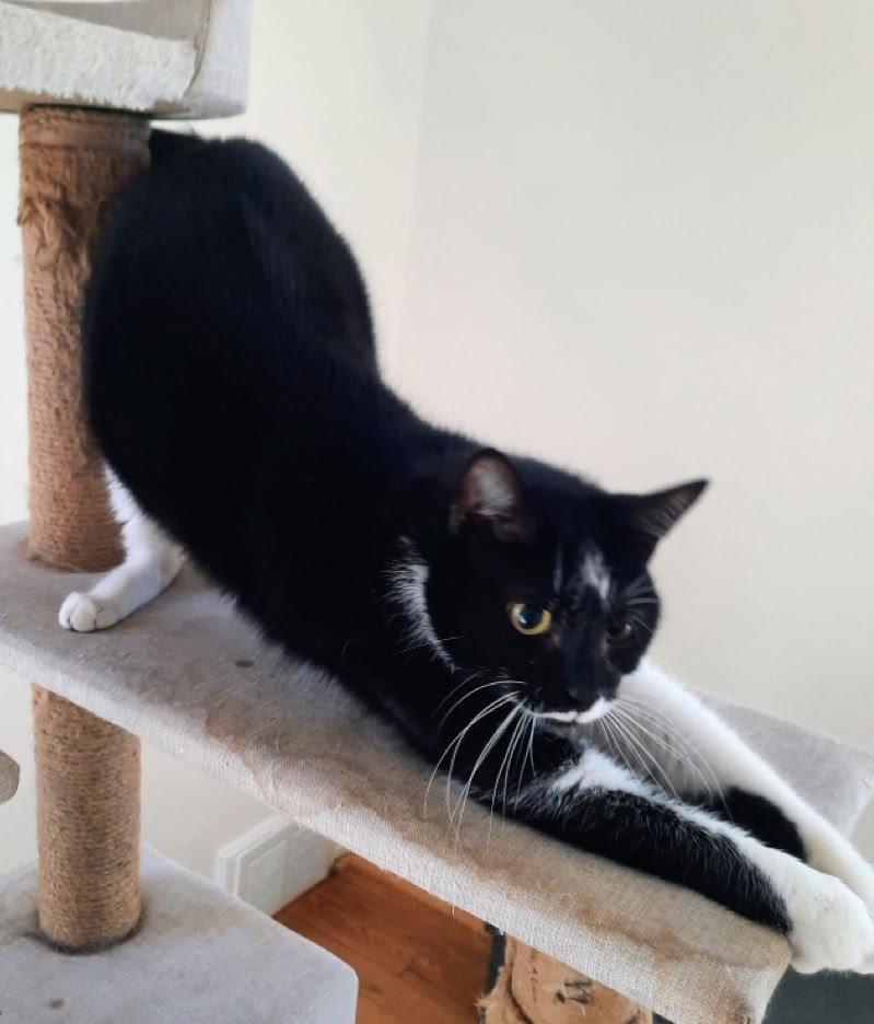 Blinky, Adoptable, Young Male Domestic Short Hair.