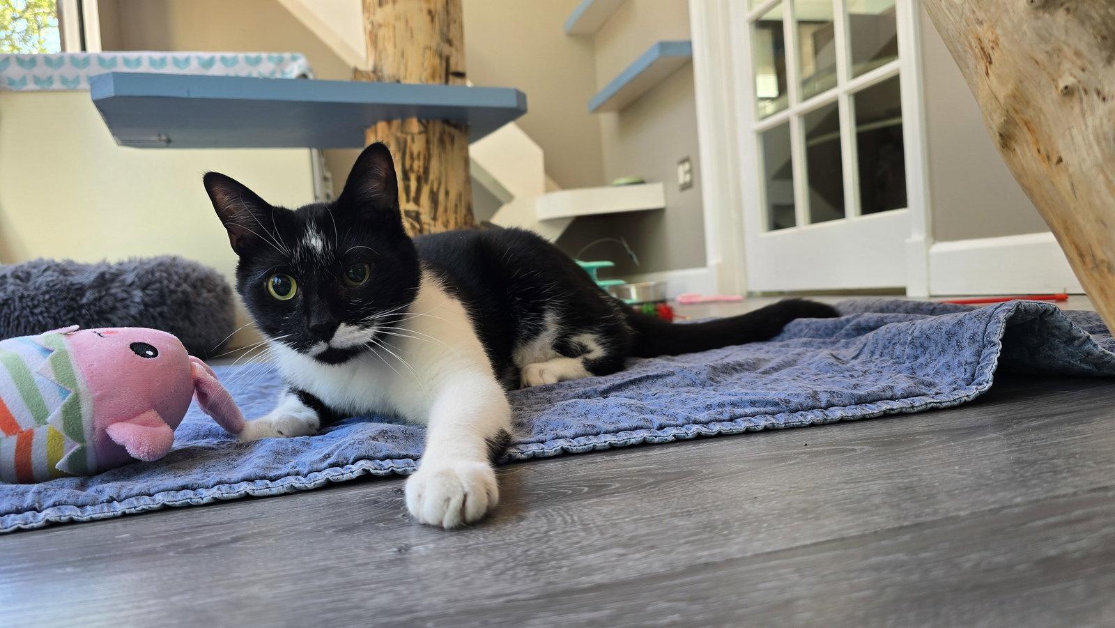 Blinky, a Adoptable Domestic Short Hair in Reston, VA image 2/3
