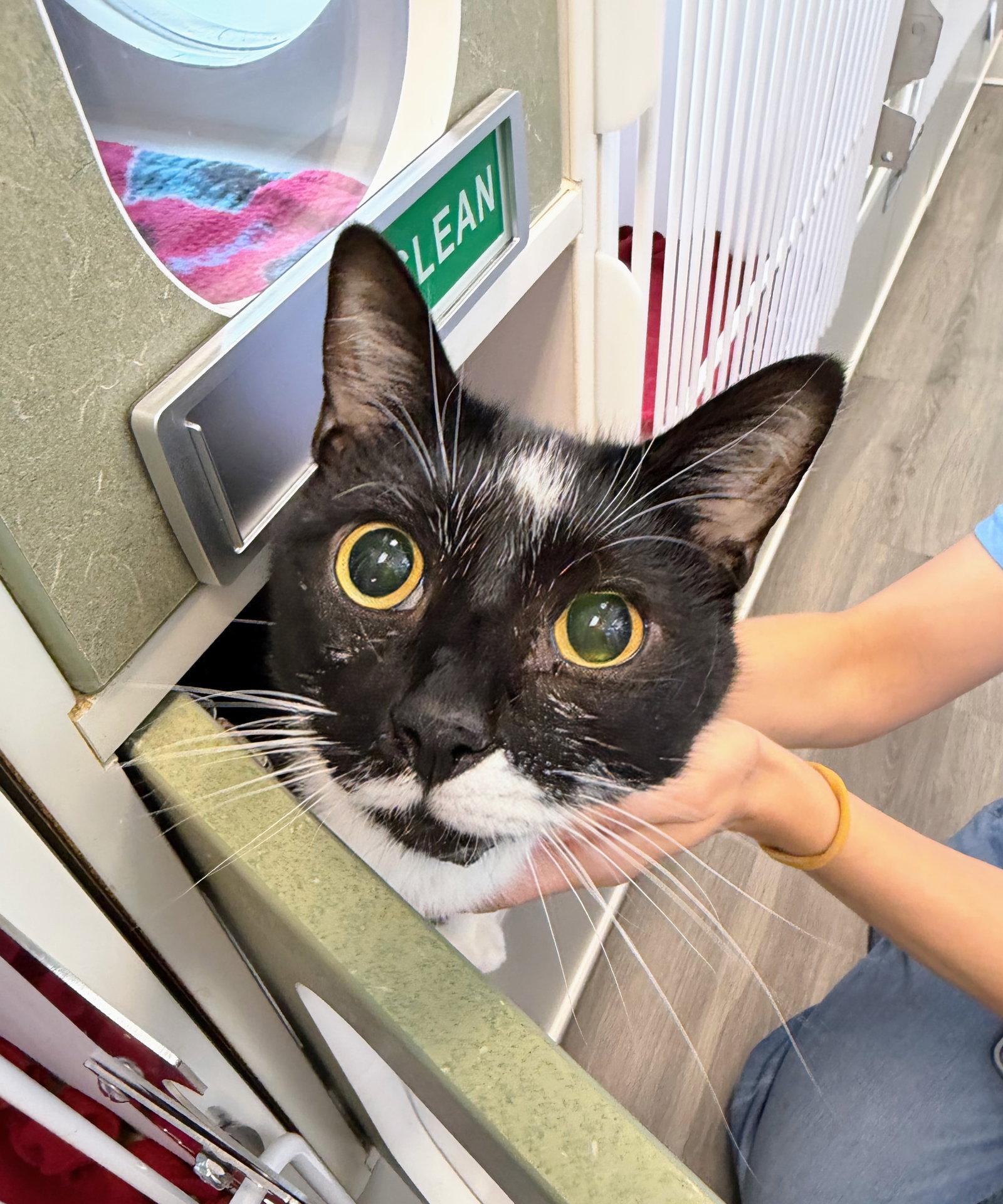 Enlarge Blinky, a Adopted Domestic Short Hair in Reston, VA image 1/3