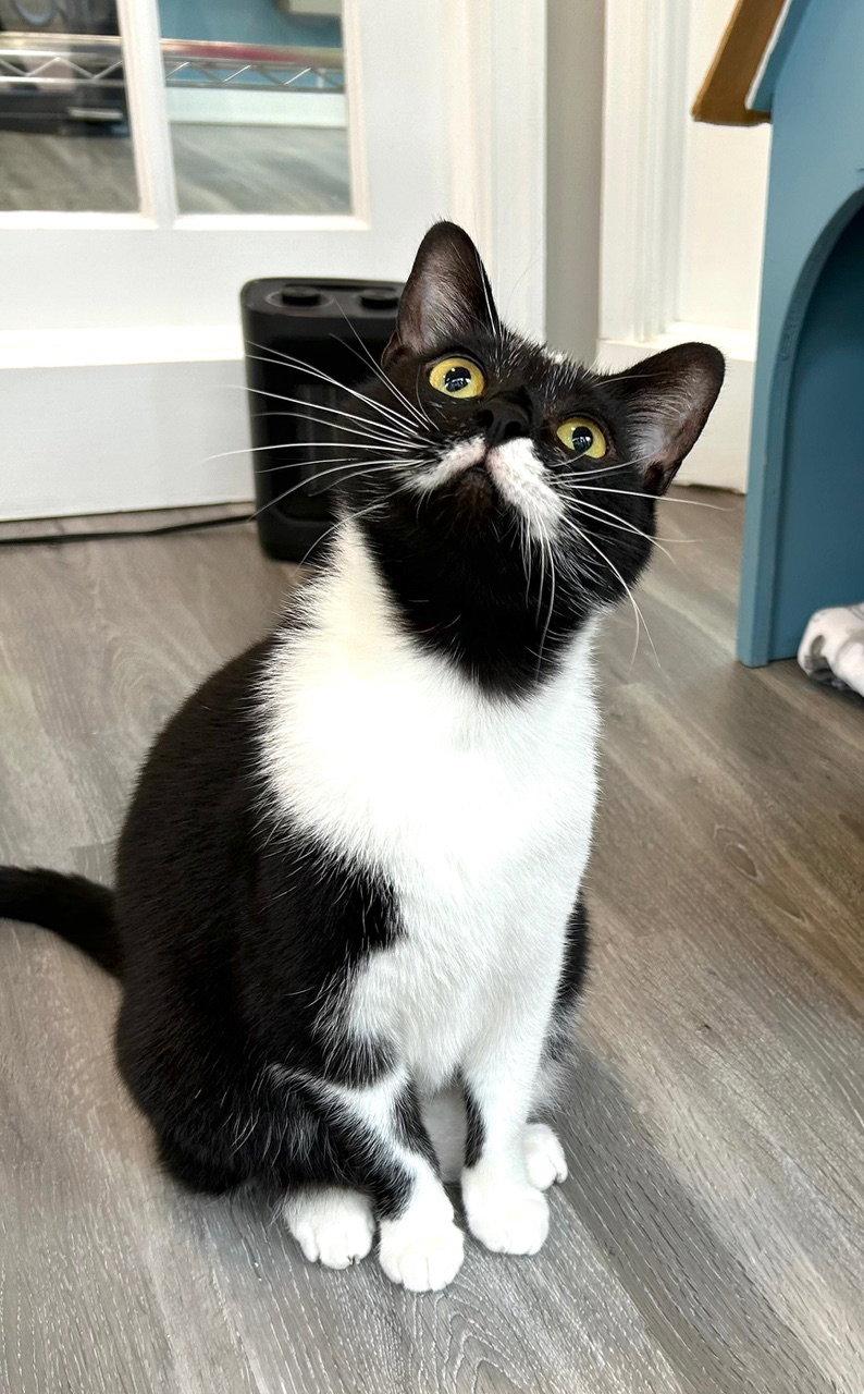 Blinky, Adoptable, Young Male Domestic Short Hair.