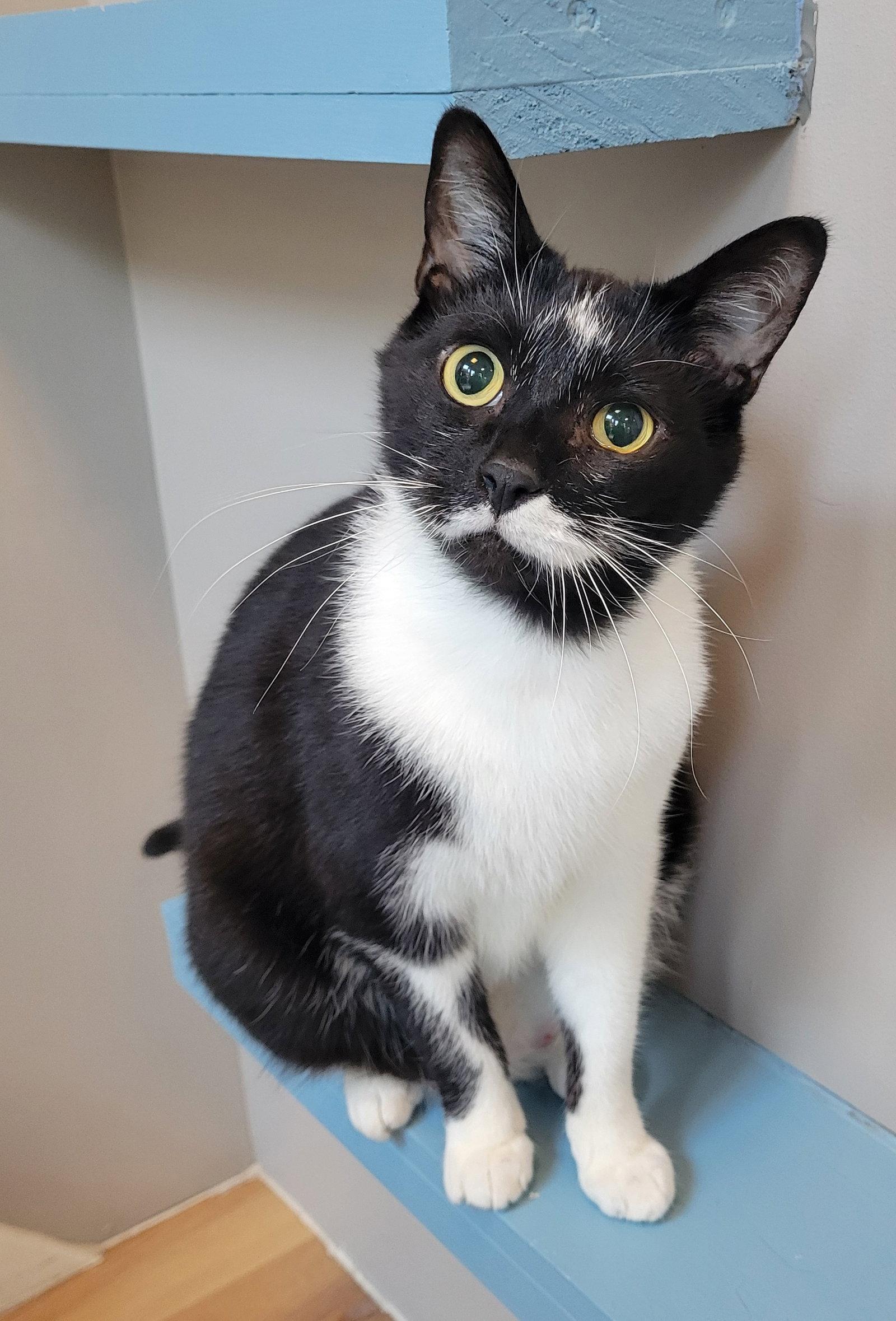 Enlarge Blinky, a Adopted Domestic Short Hair in Reston, VA image 2/3