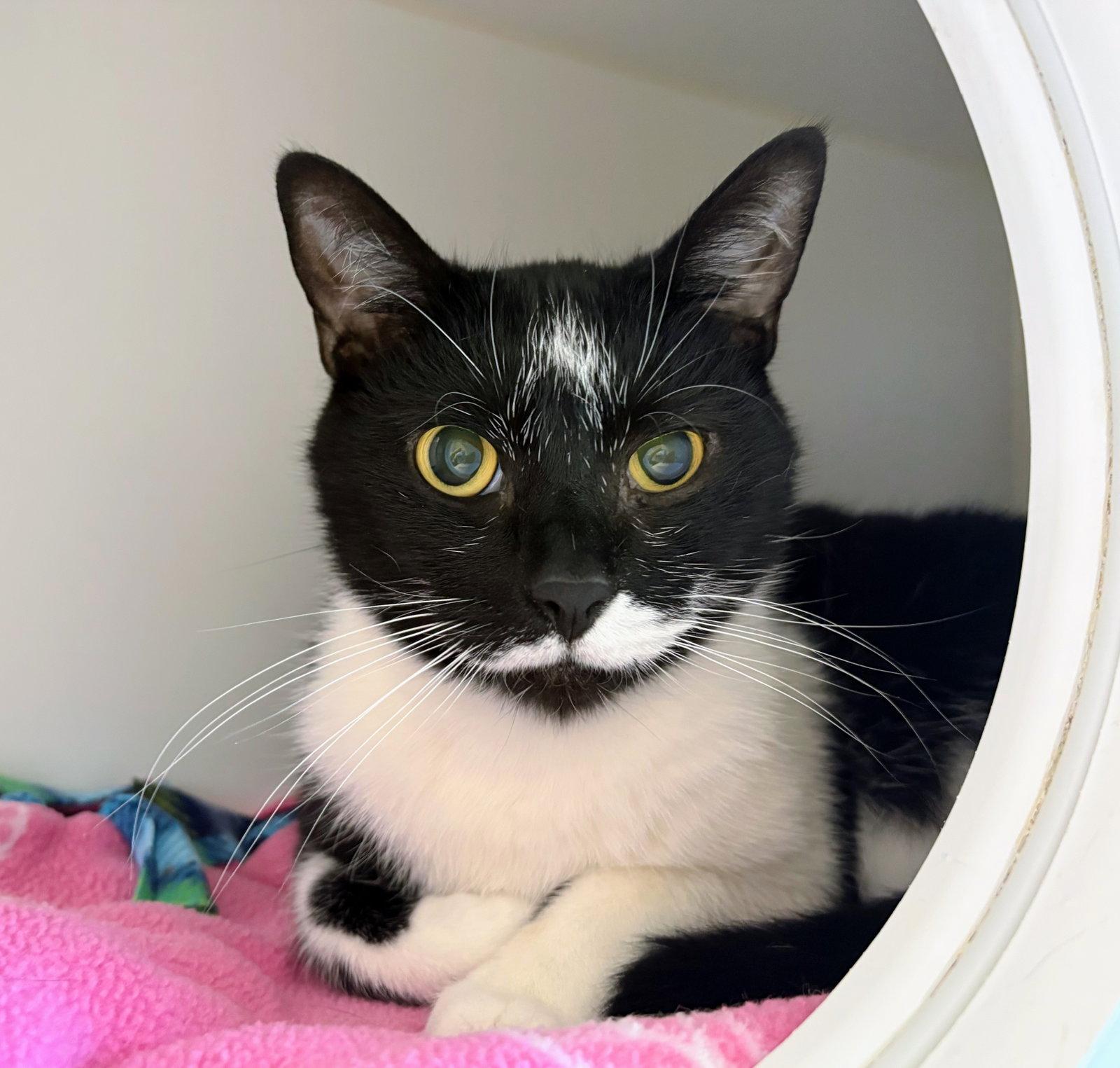 Enlarge Blinky, a Adoptable Domestic Short Hair in Reston, VA image 2/3