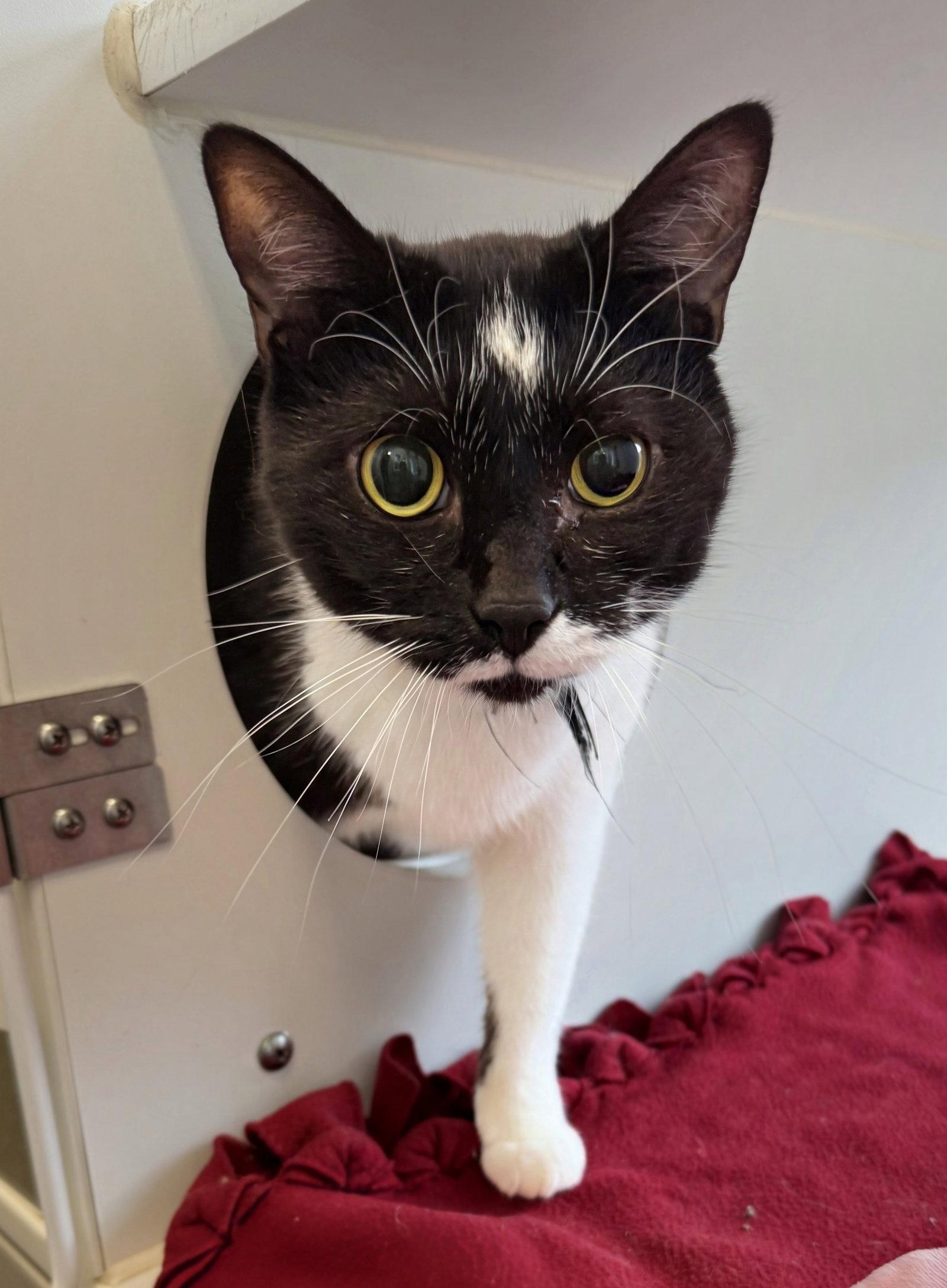 Enlarge Blinky, a Adopted Domestic Short Hair in Reston, VA image 3/3