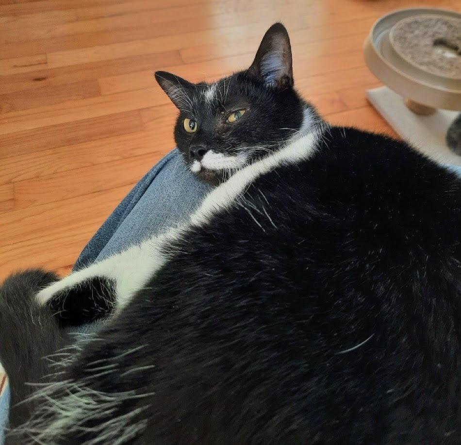 Enlarge Blinky, a Adoptable Domestic Short Hair in Reston, VA image 3/3