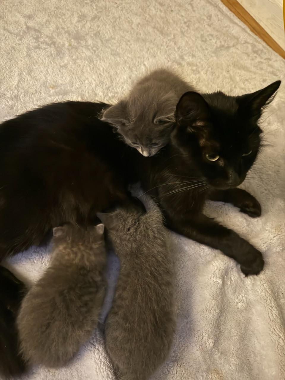 Enlarge Cailie George, a Adopted Domestic Medium Hair in Gaylordsville, CT image 1/2