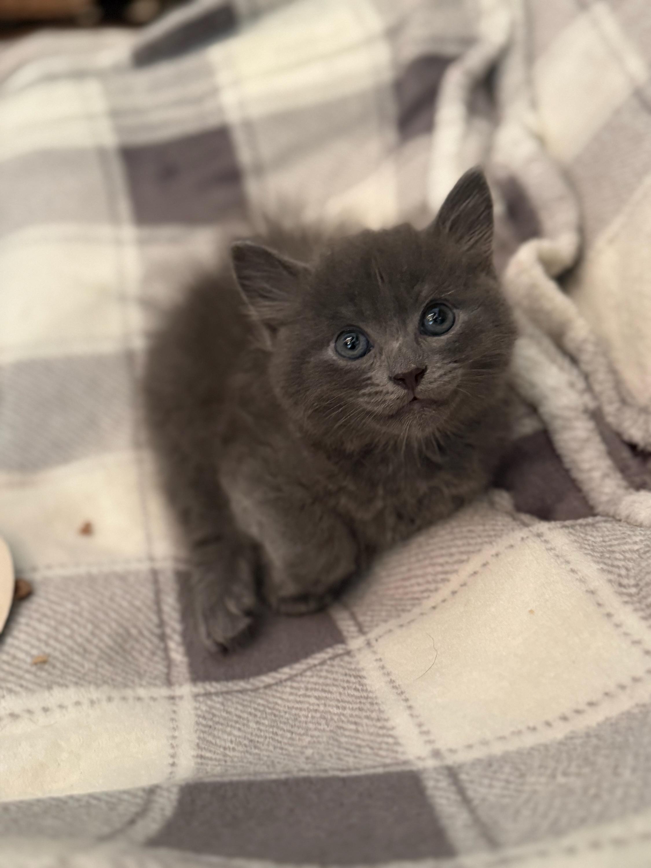 Enlarge Cailie George, a Adopted Domestic Medium Hair in Gaylordsville, CT image 2/2