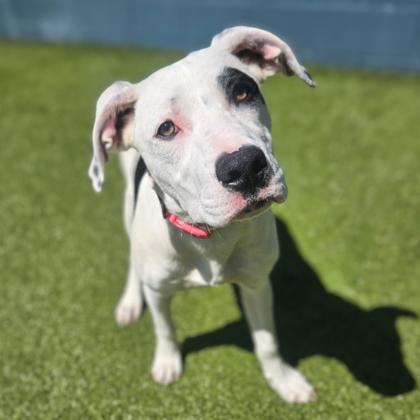 Enlarge Lucky, a Adoptable mixed breed in Merriam, KS image 1/3