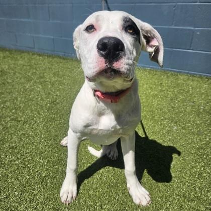 Enlarge Lucky, a Adoptable mixed breed in Merriam, KS image 2/3