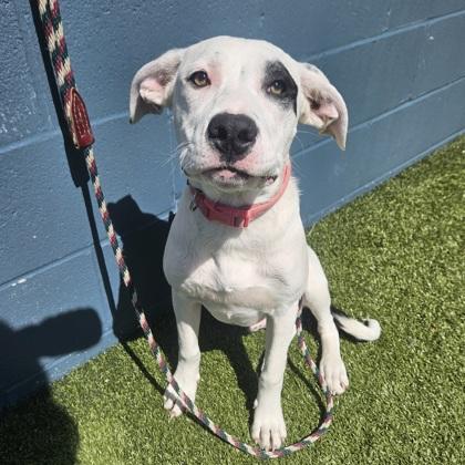 Enlarge Lucky, a Adoptable mixed breed in Merriam, KS image 3/3