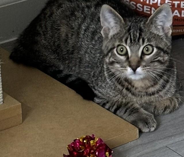 UKULELE, Adoptable, Kitten Male Domestic Short Hair.